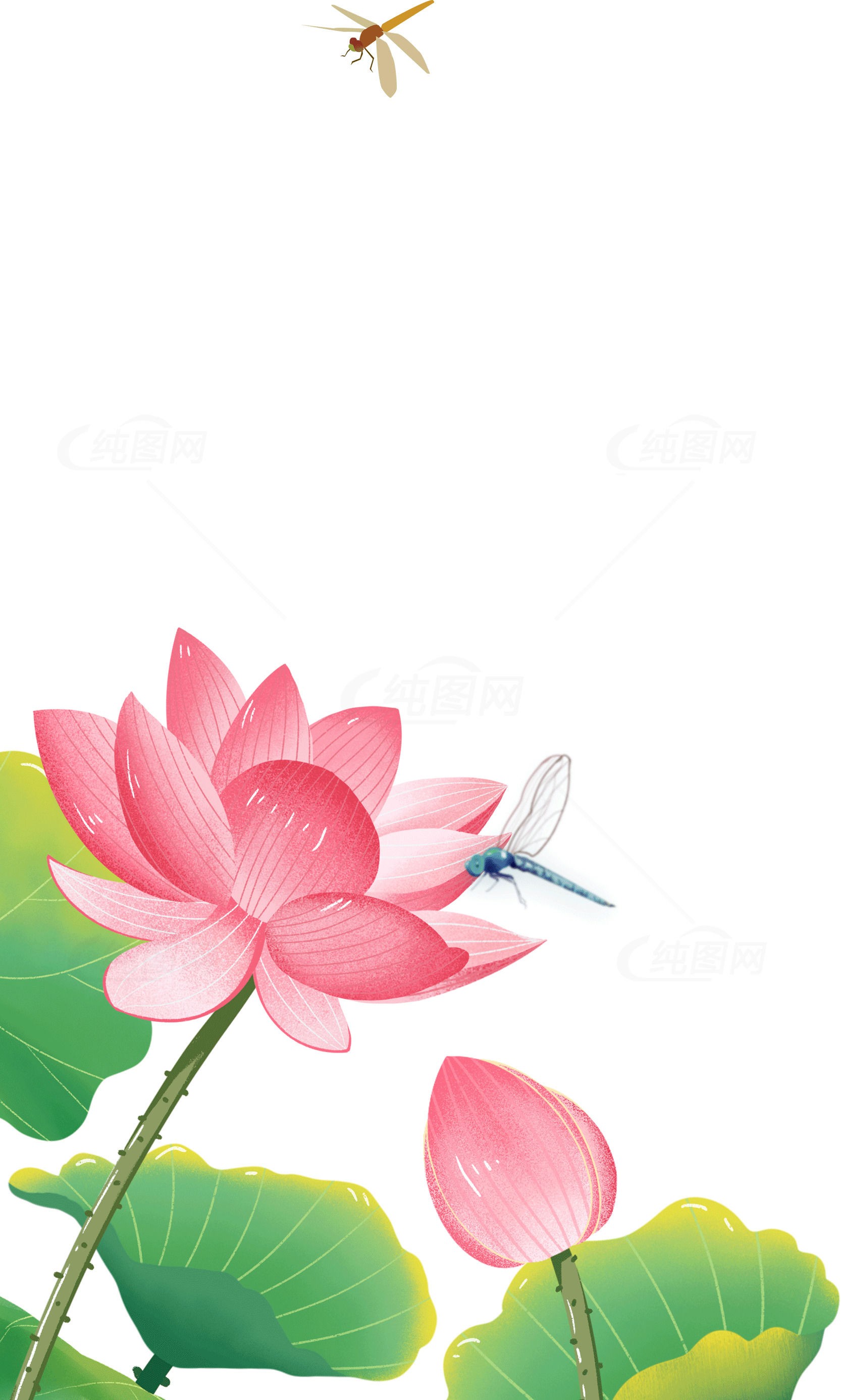 粉色荷花与蜻蜓插画素材