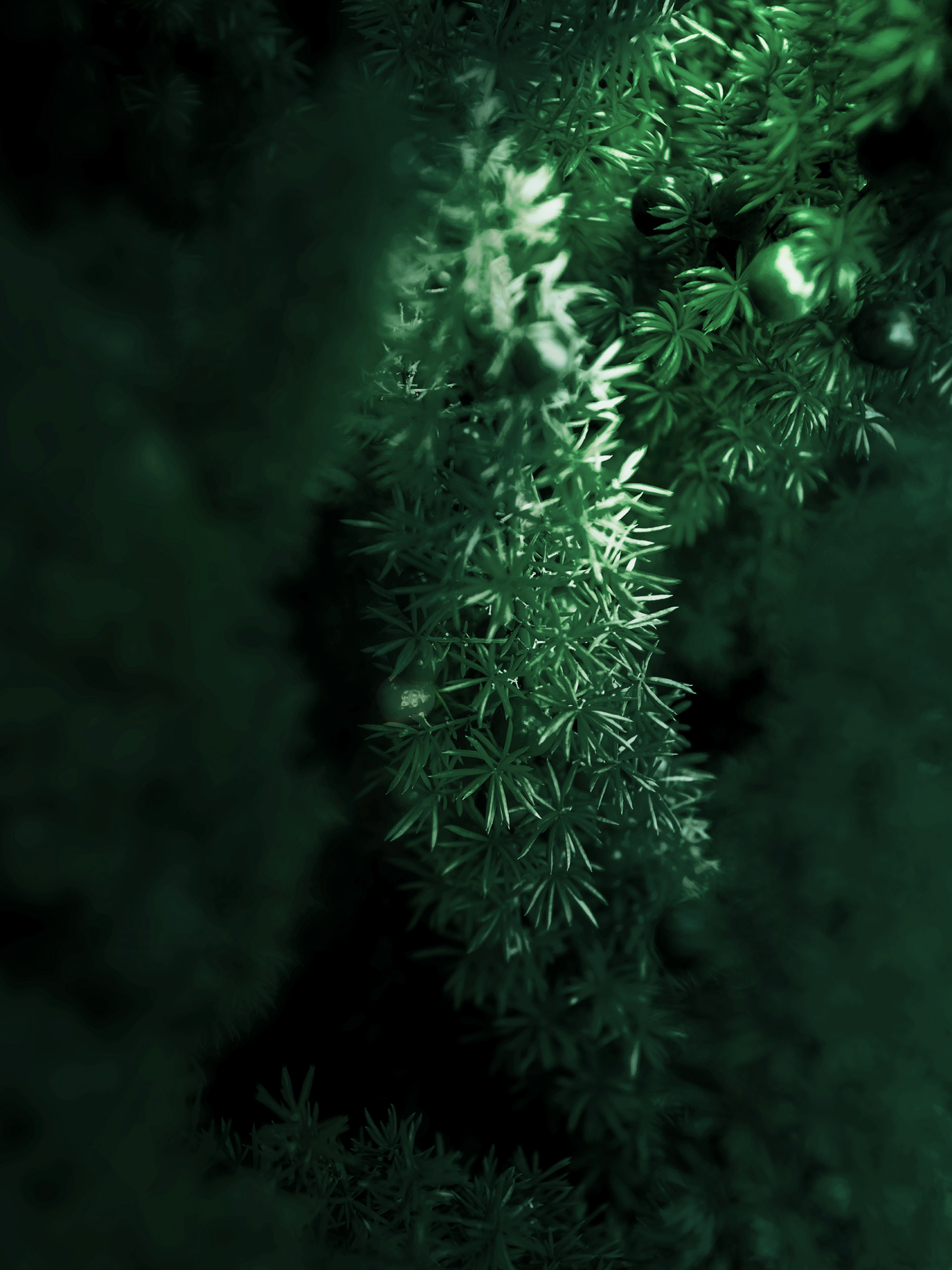神秘的绿色植物特写图片素材