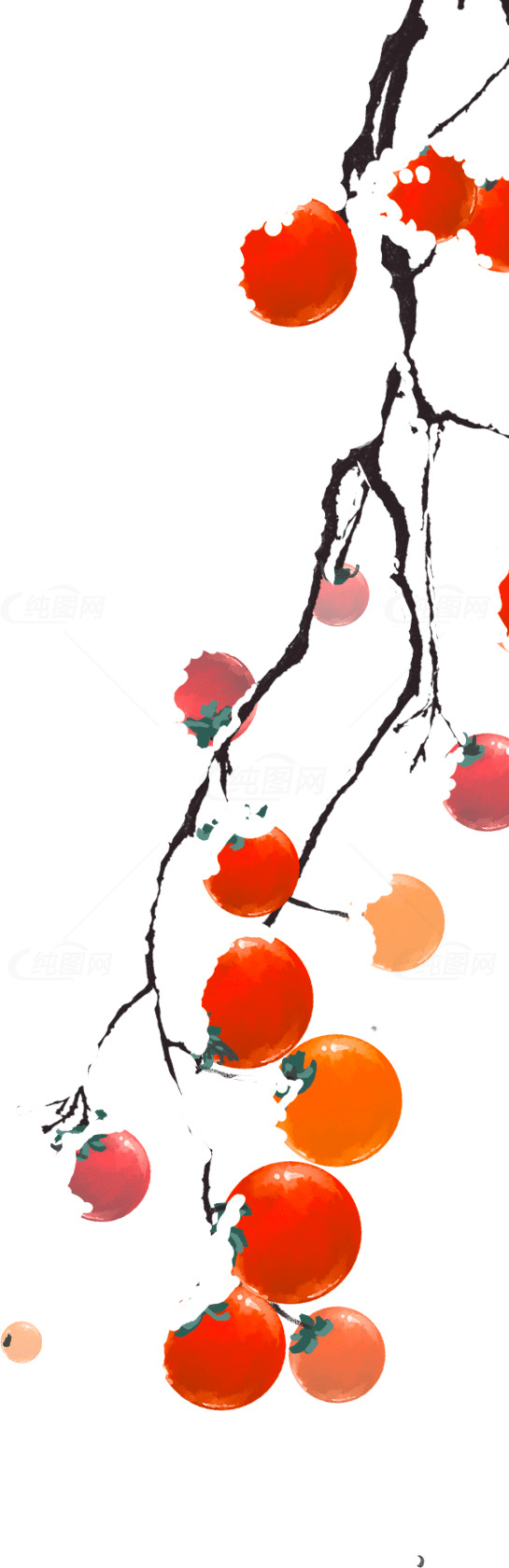 国画风格的柿子树枝插画素材