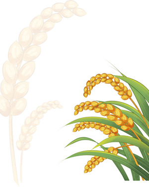 稻谷插画：丰收的象征