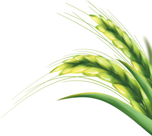 稻穗插画设计：自然与丰收的象征