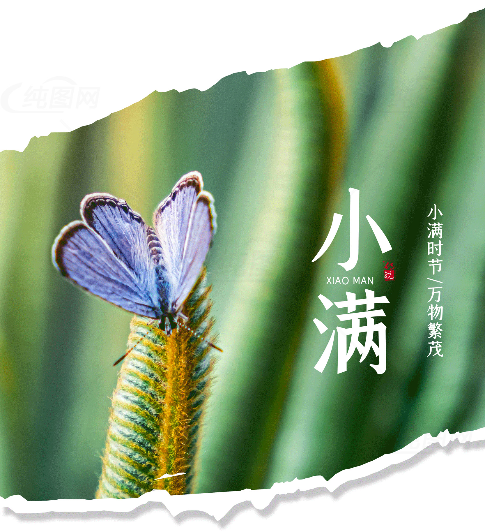 小满节气与自然之美素材