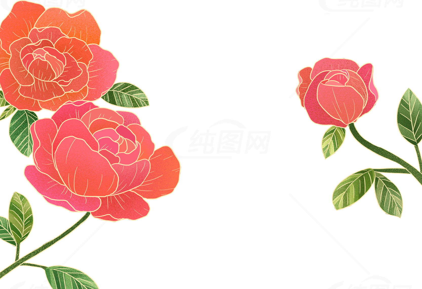 精美手绘玫瑰插图设计素材