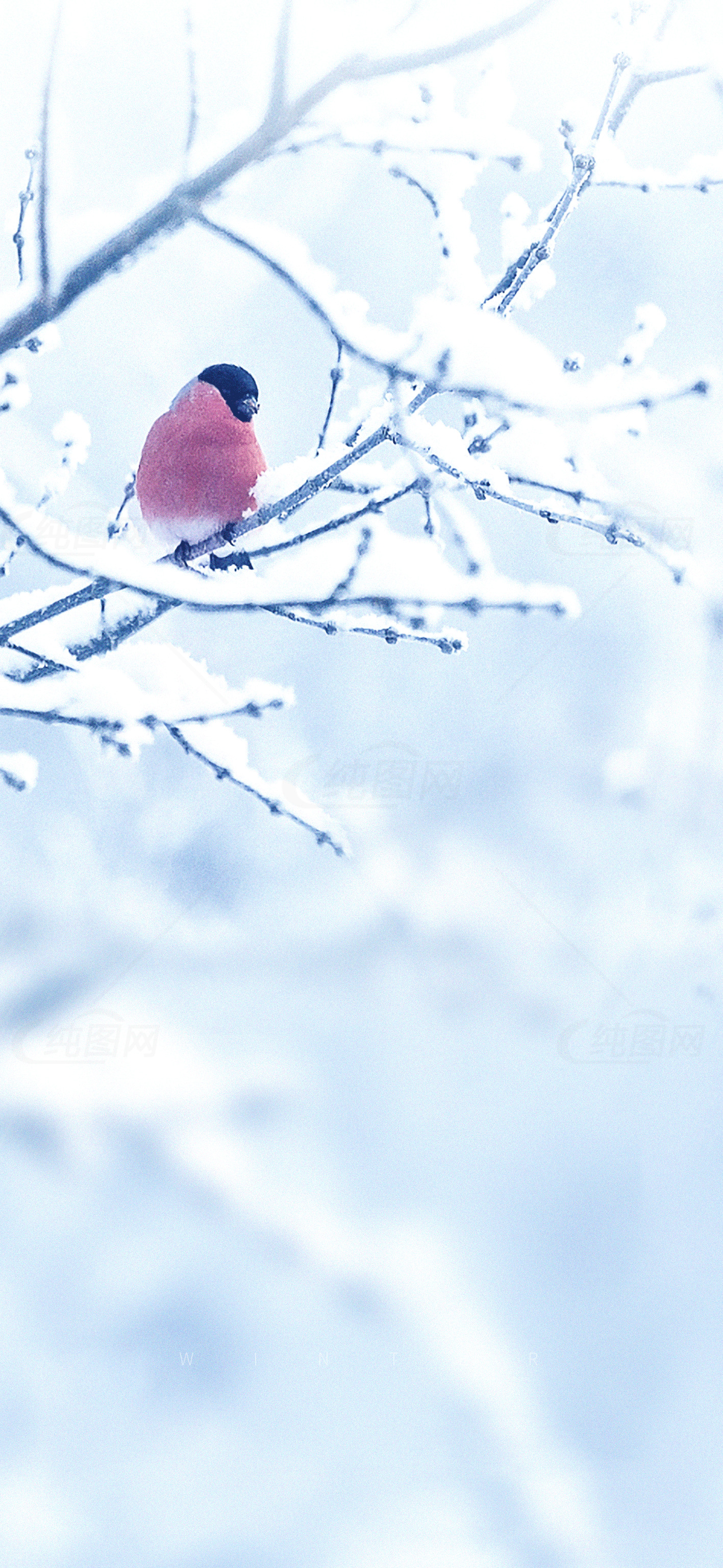 冬季雪景中的红腹鸟素材