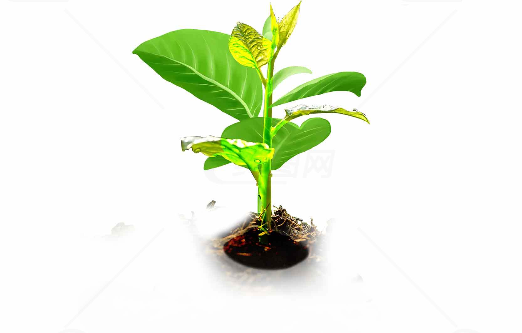 绿色植物生长特写图片素材