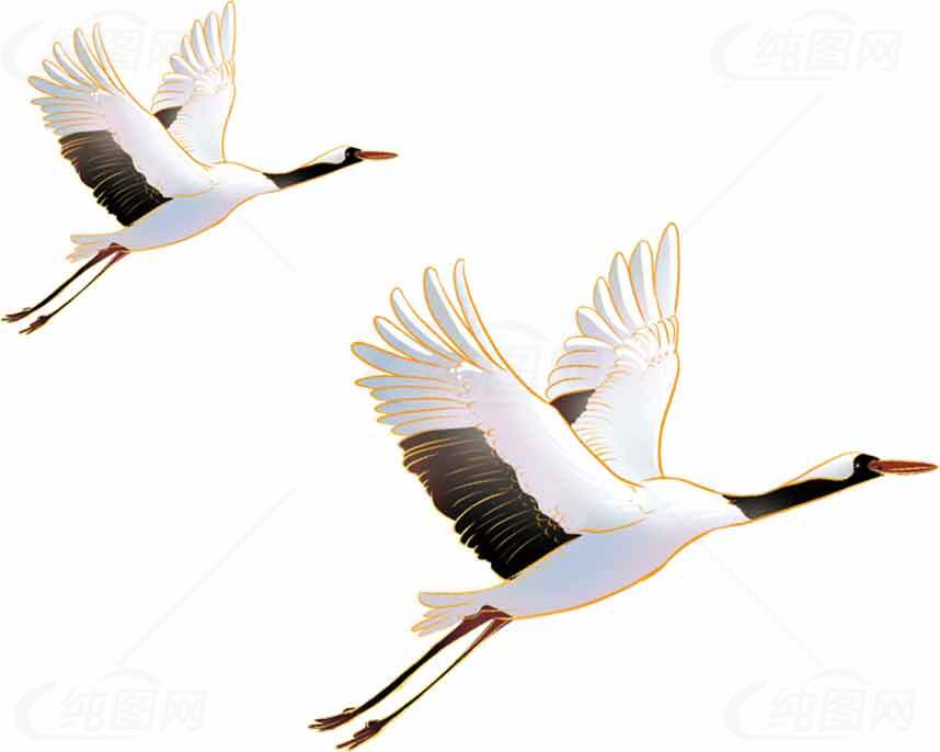 丹顶鹤飞翔插画图片素材
