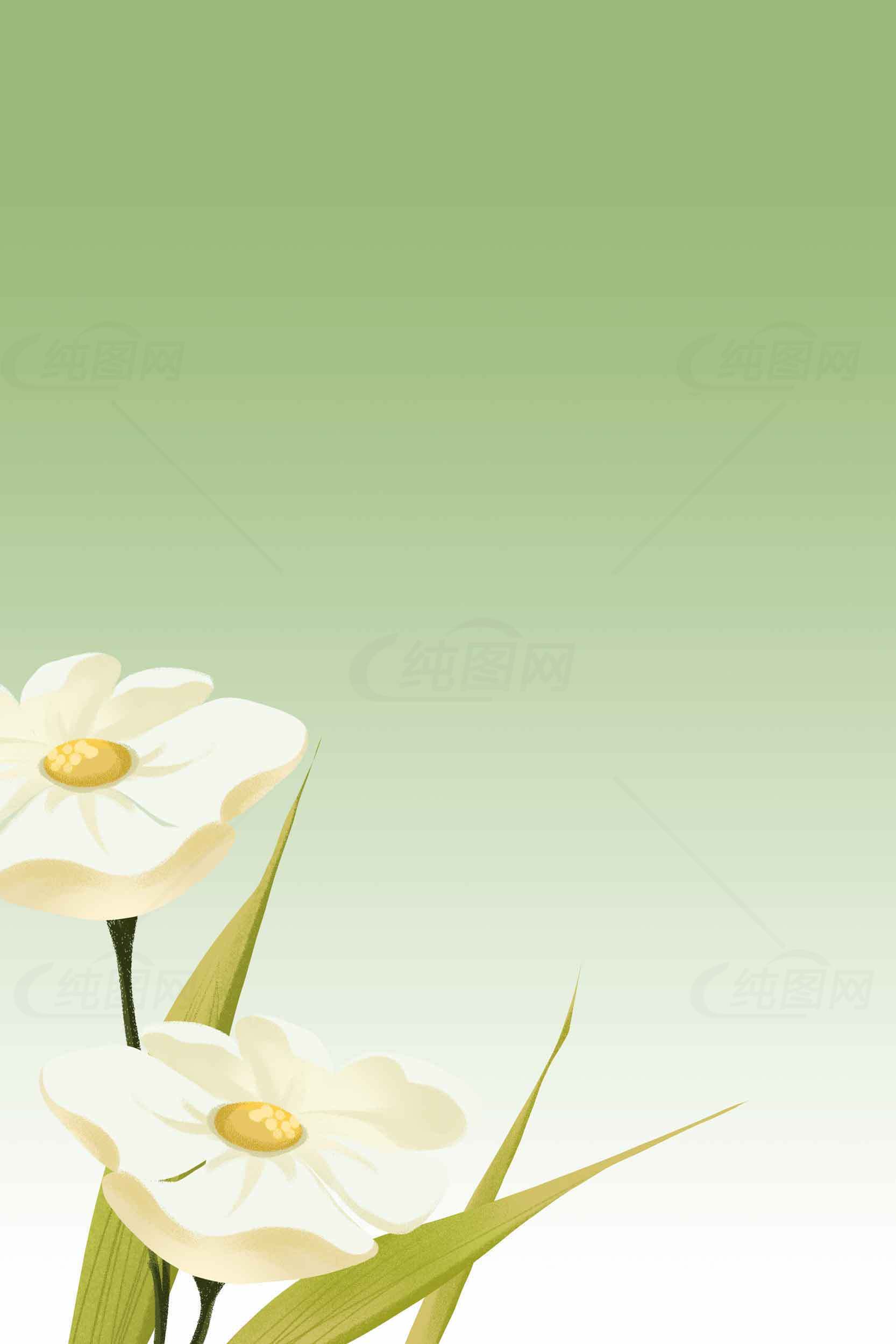 清新绿色背景的白色花朵插画图片素材