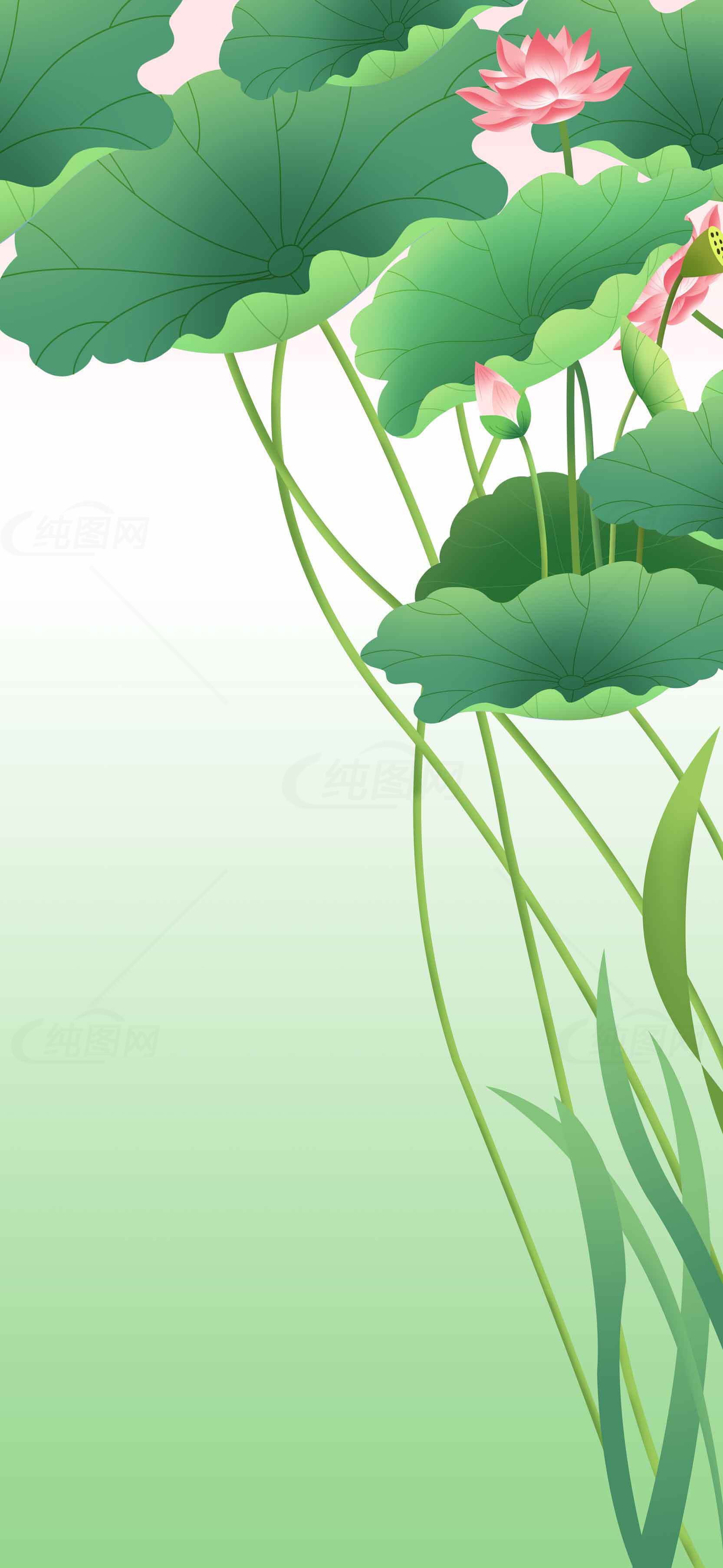 清新荷花背景图片素材