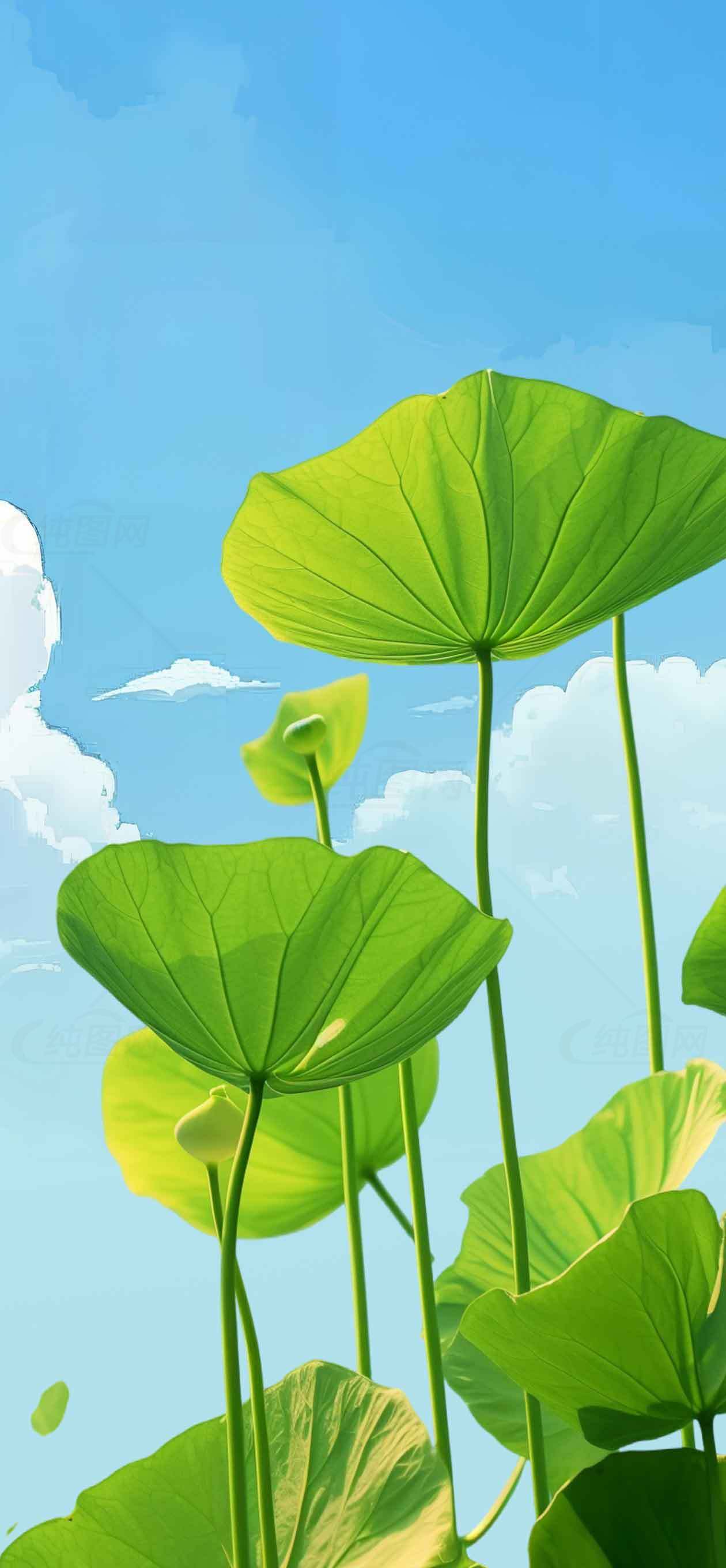 夏日荷叶与蓝天唯美风景图片素材