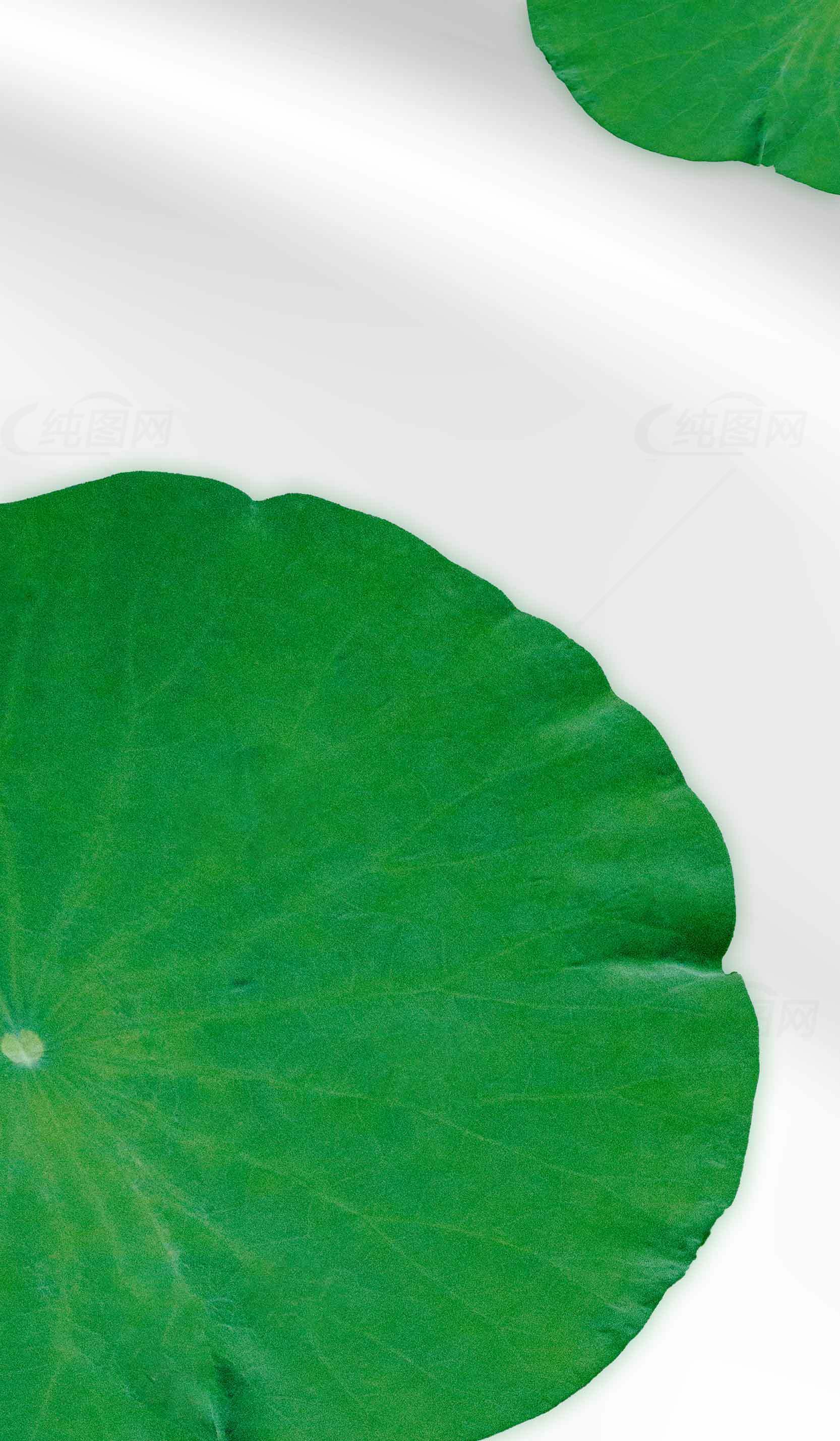 清新荷叶背景图片素材
