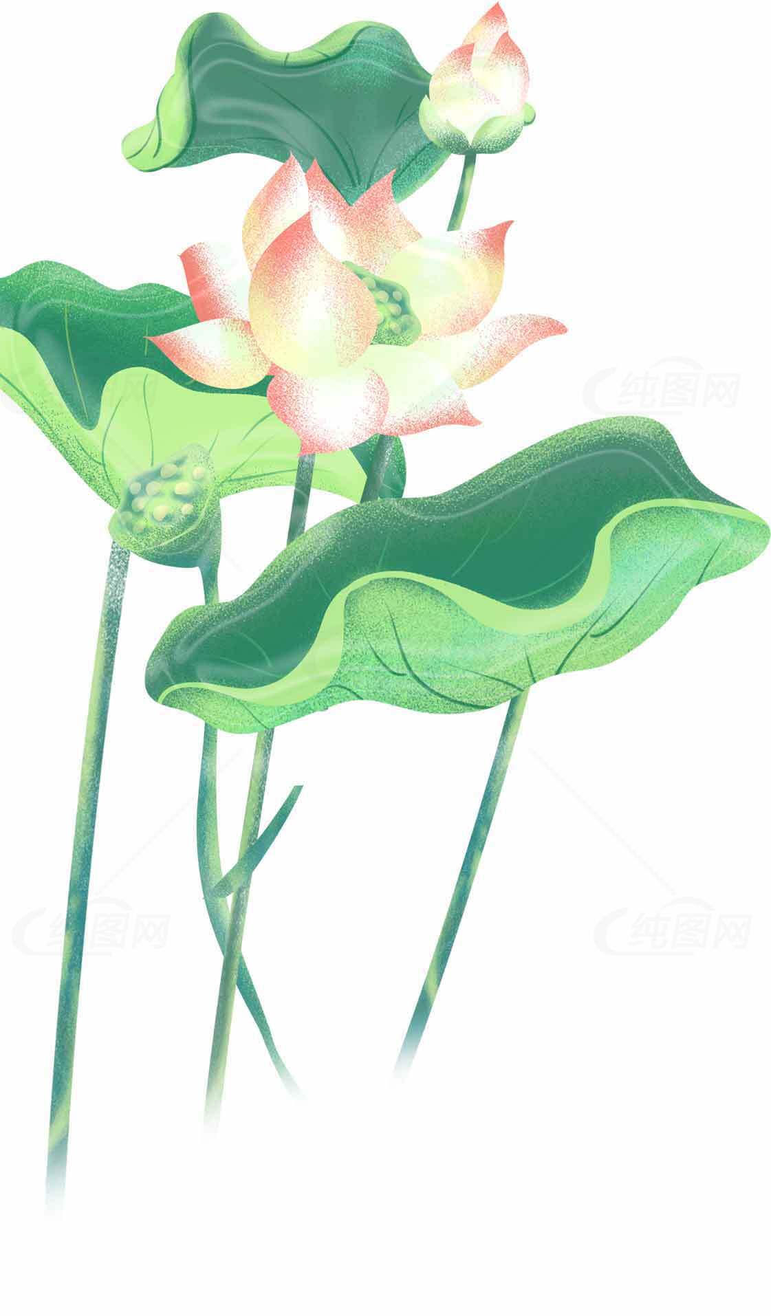 清新荷花插画图片素材