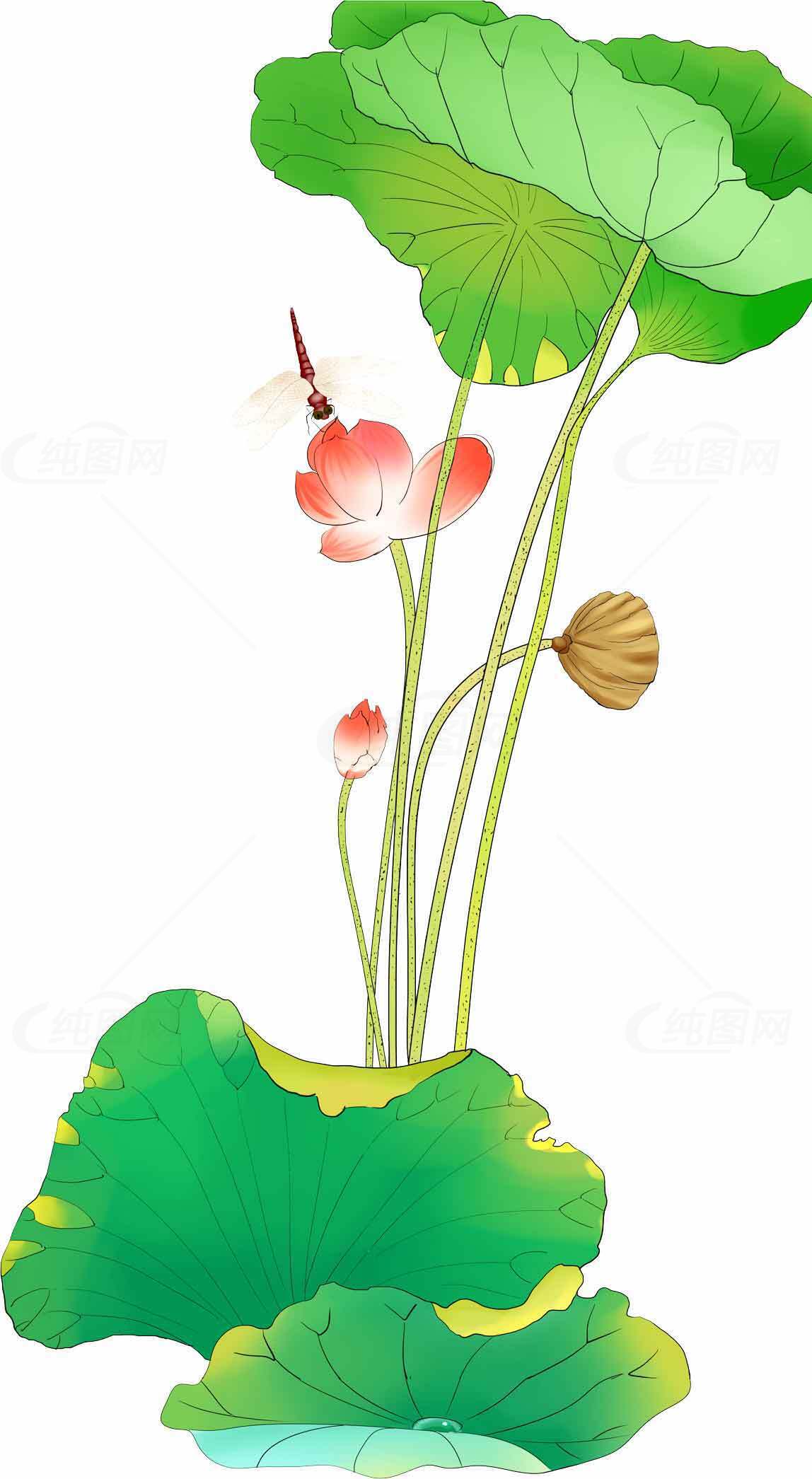 清新荷花与蜻蜓插画图片素材