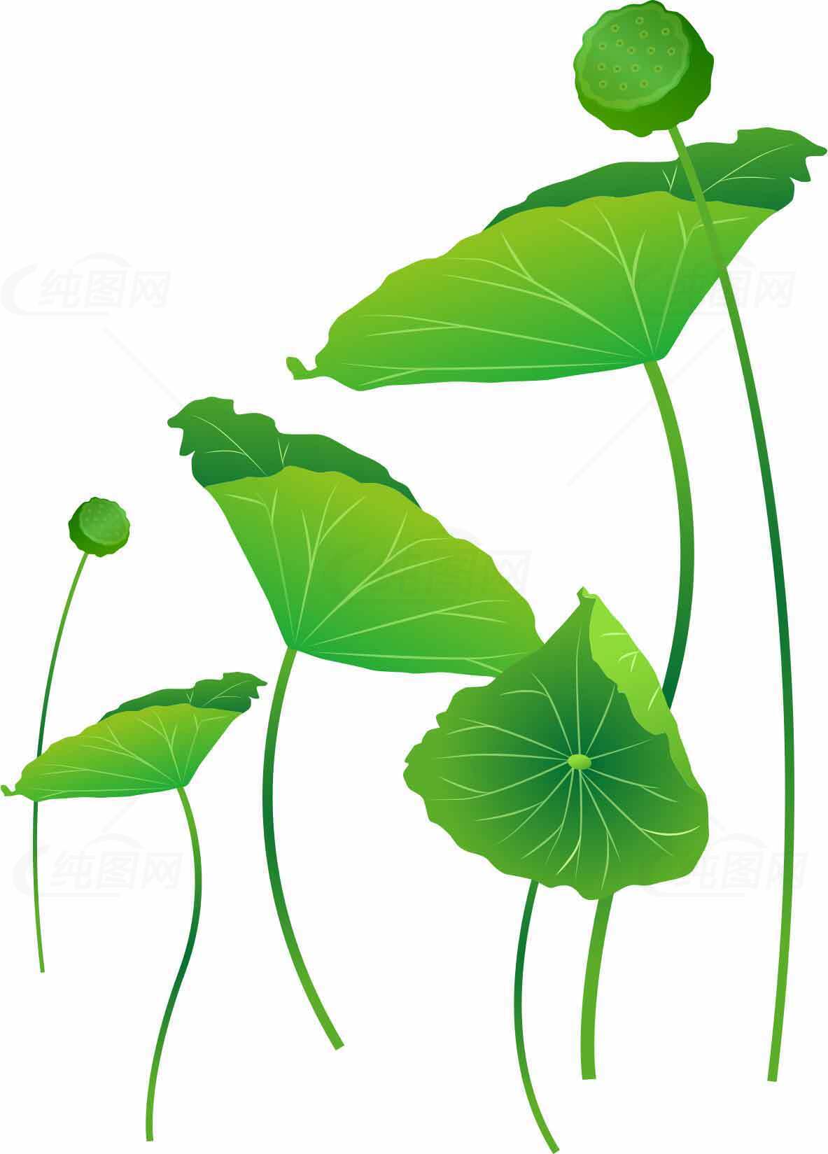 清新绿色荷叶插画图片素材