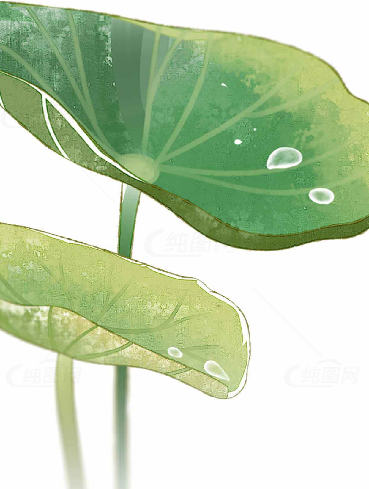 清新荷叶插画图片素材