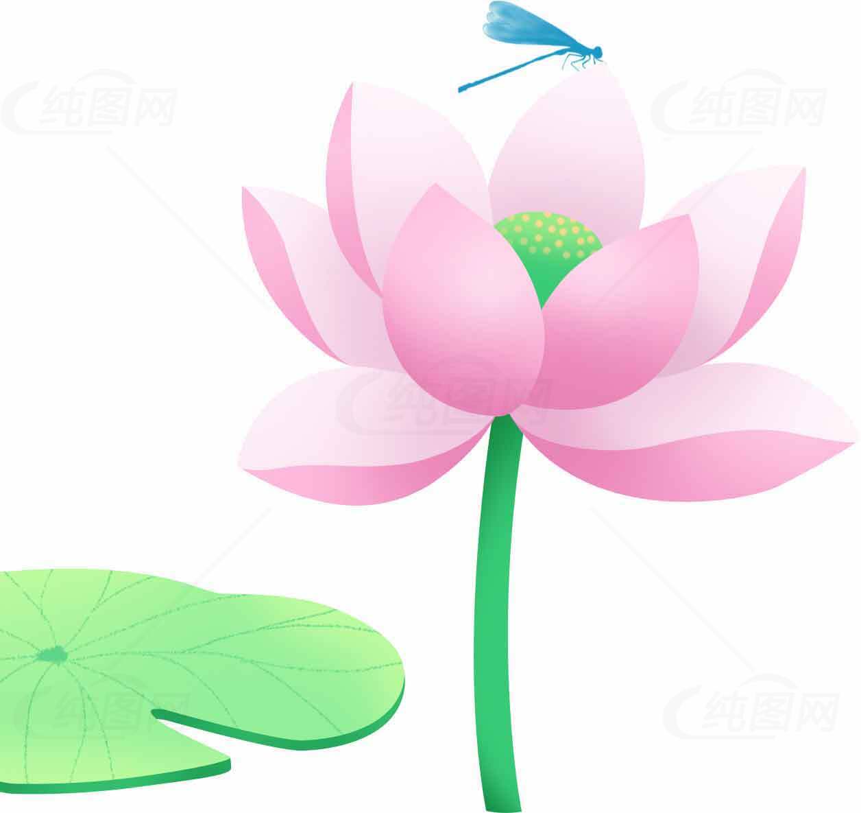 粉色荷花与蜻蜓插画图片素材