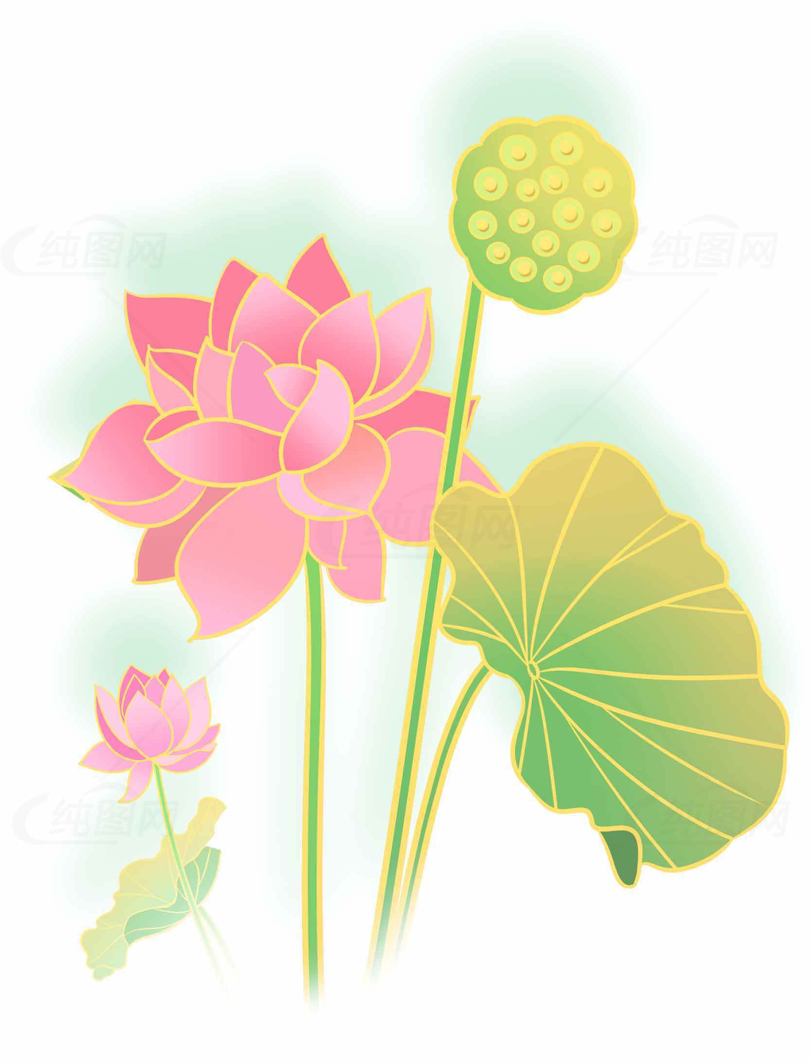 粉色荷花与绿色莲蓬插画图片素材
