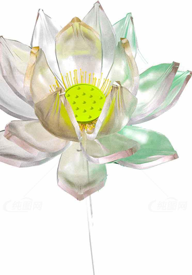 透明莲花装饰图片：优雅与自然的结合素材
