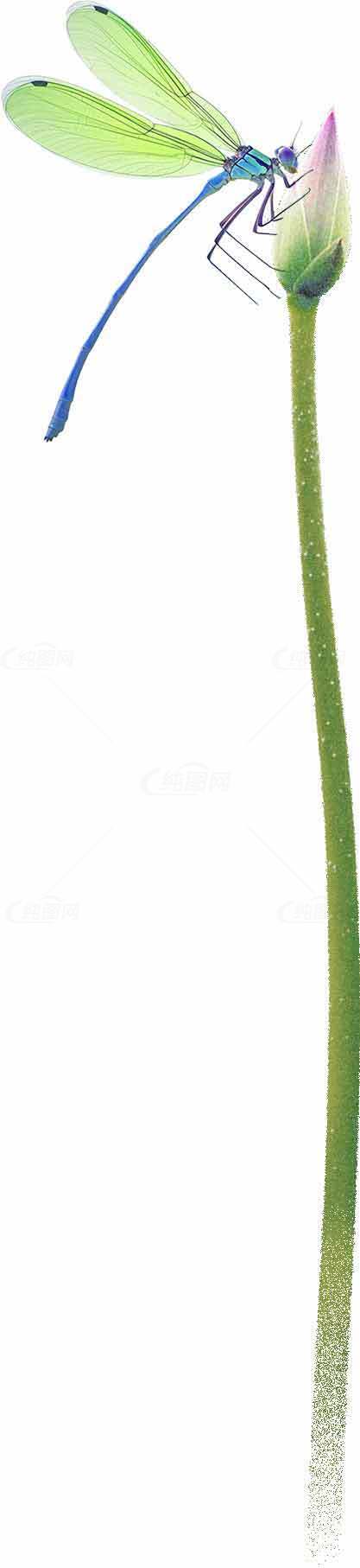 蜻蜓停在花蕾上的唯美自然特写素材