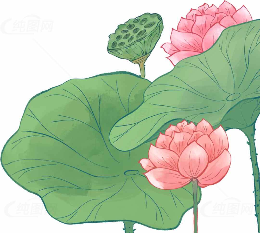 荷花与莲叶唯美插画图片素材