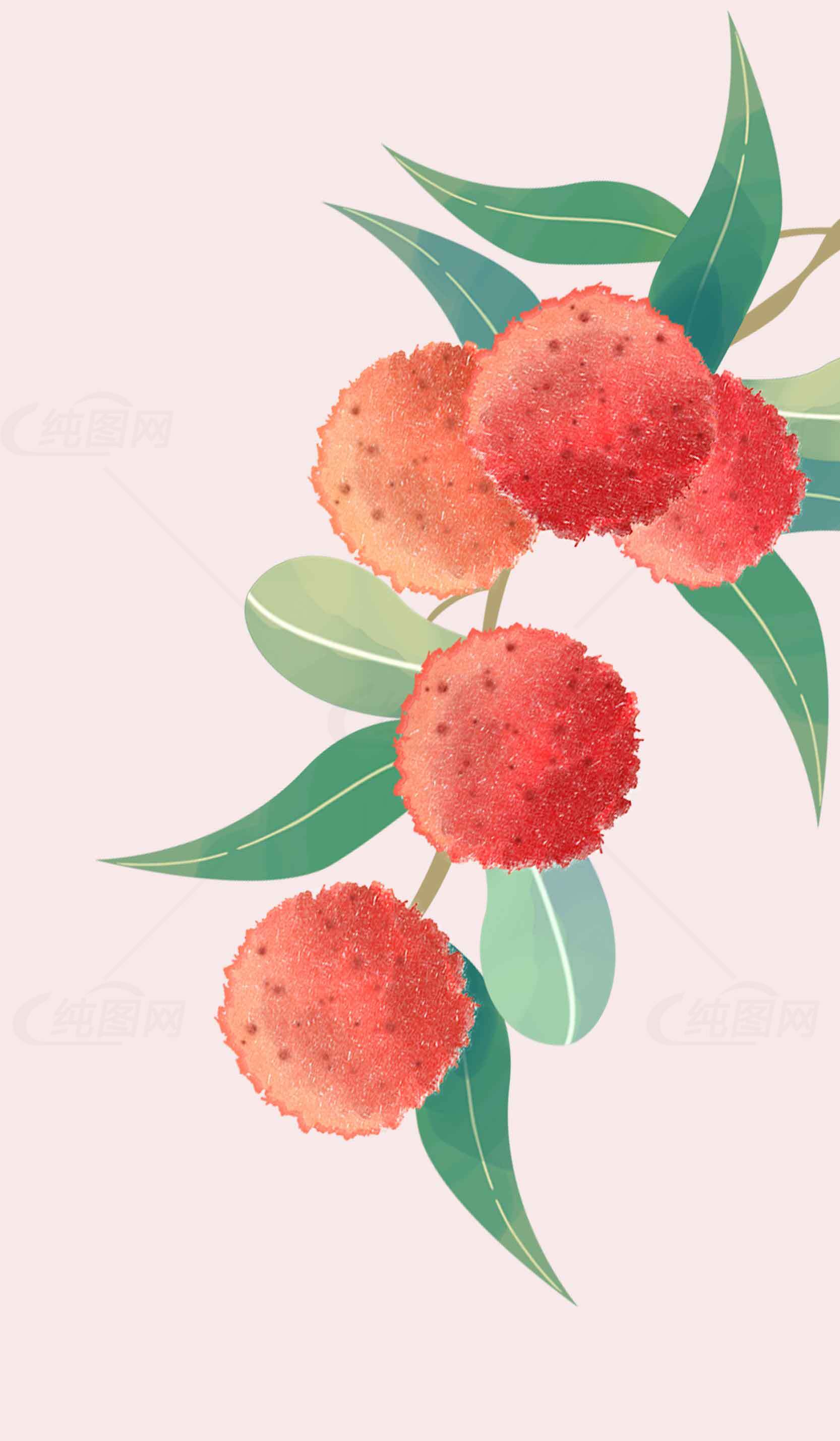 手绘杨梅插画图片-清新果实艺术设计素材