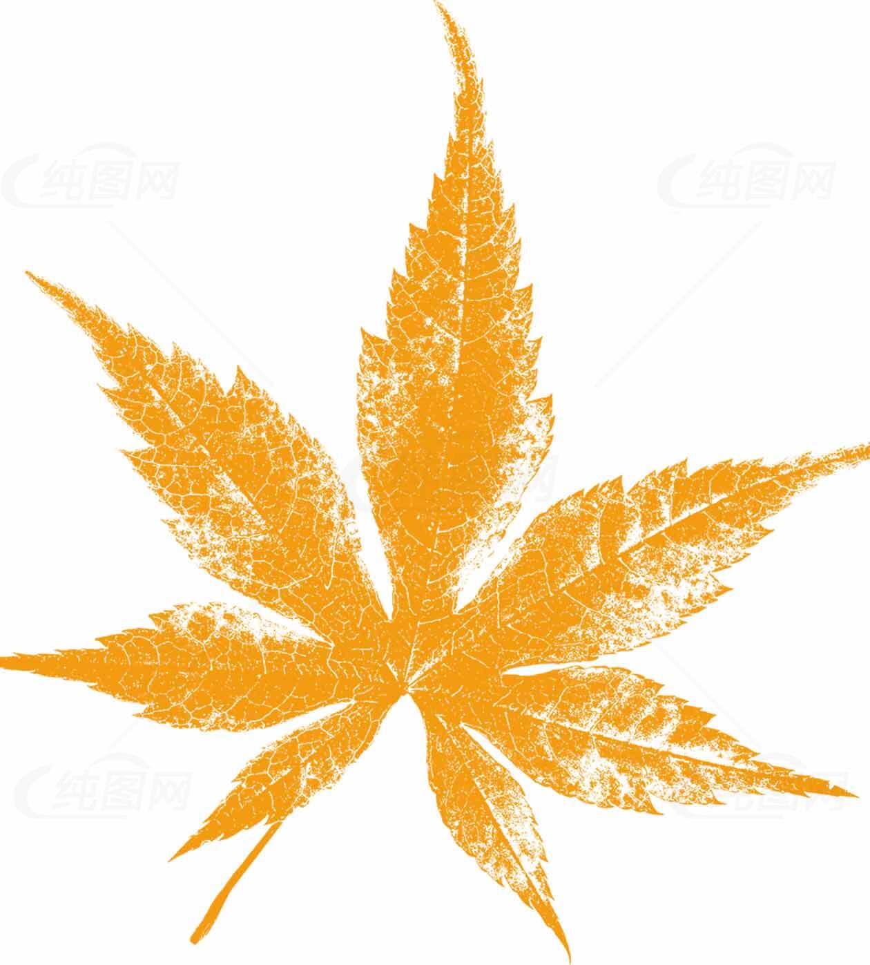 秋季枫叶剪影图片——橙色自然艺术设计素材