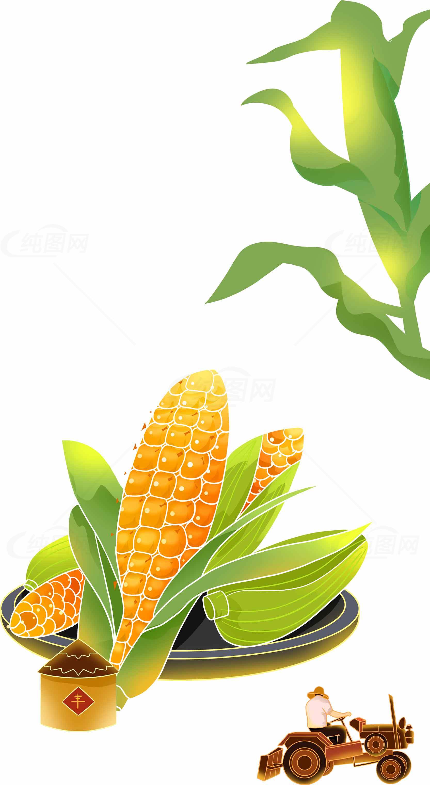 丰收季节的玉米与农耕场景插画素材