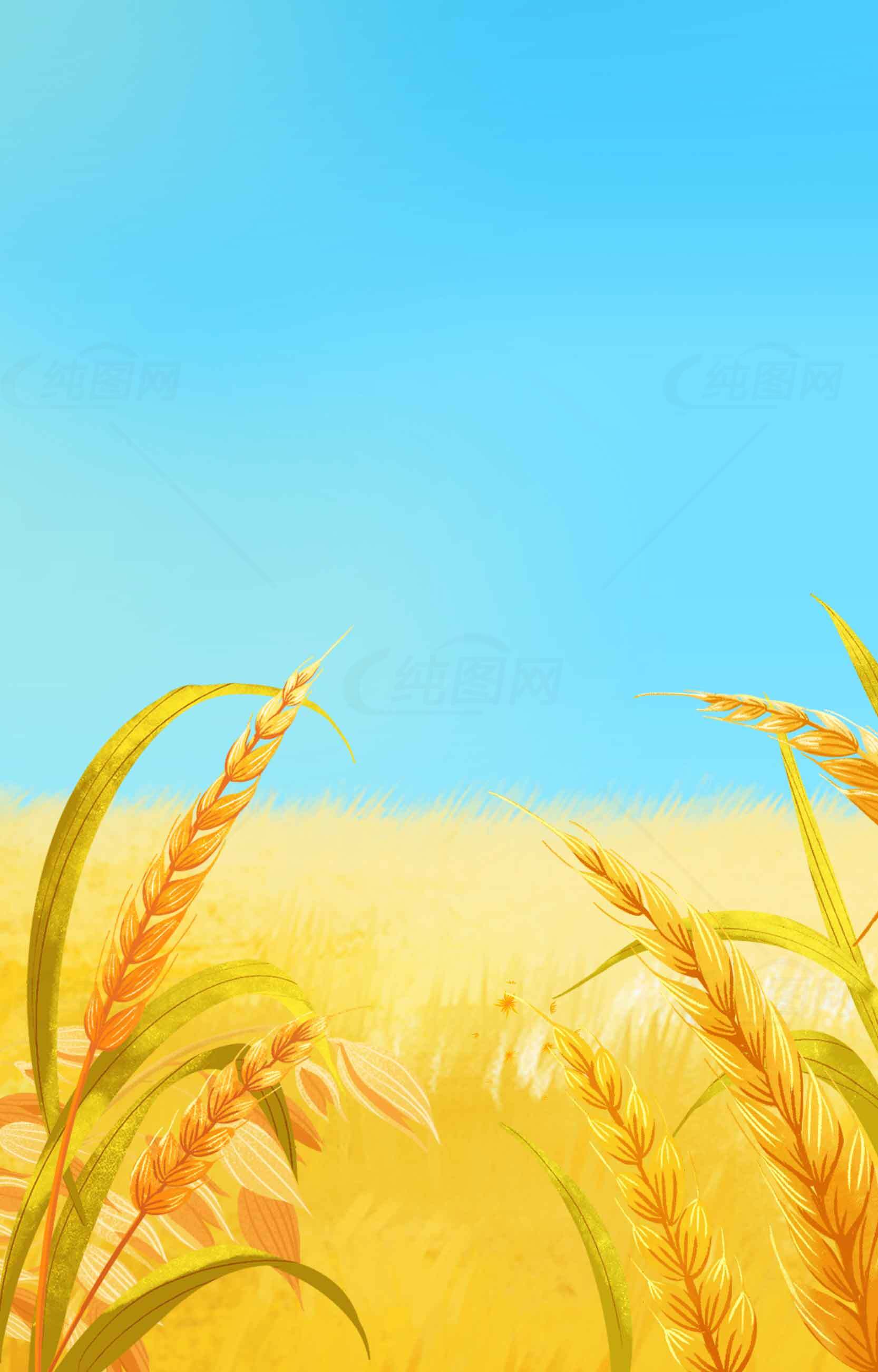丰收的麦田与蓝天背景图片素材