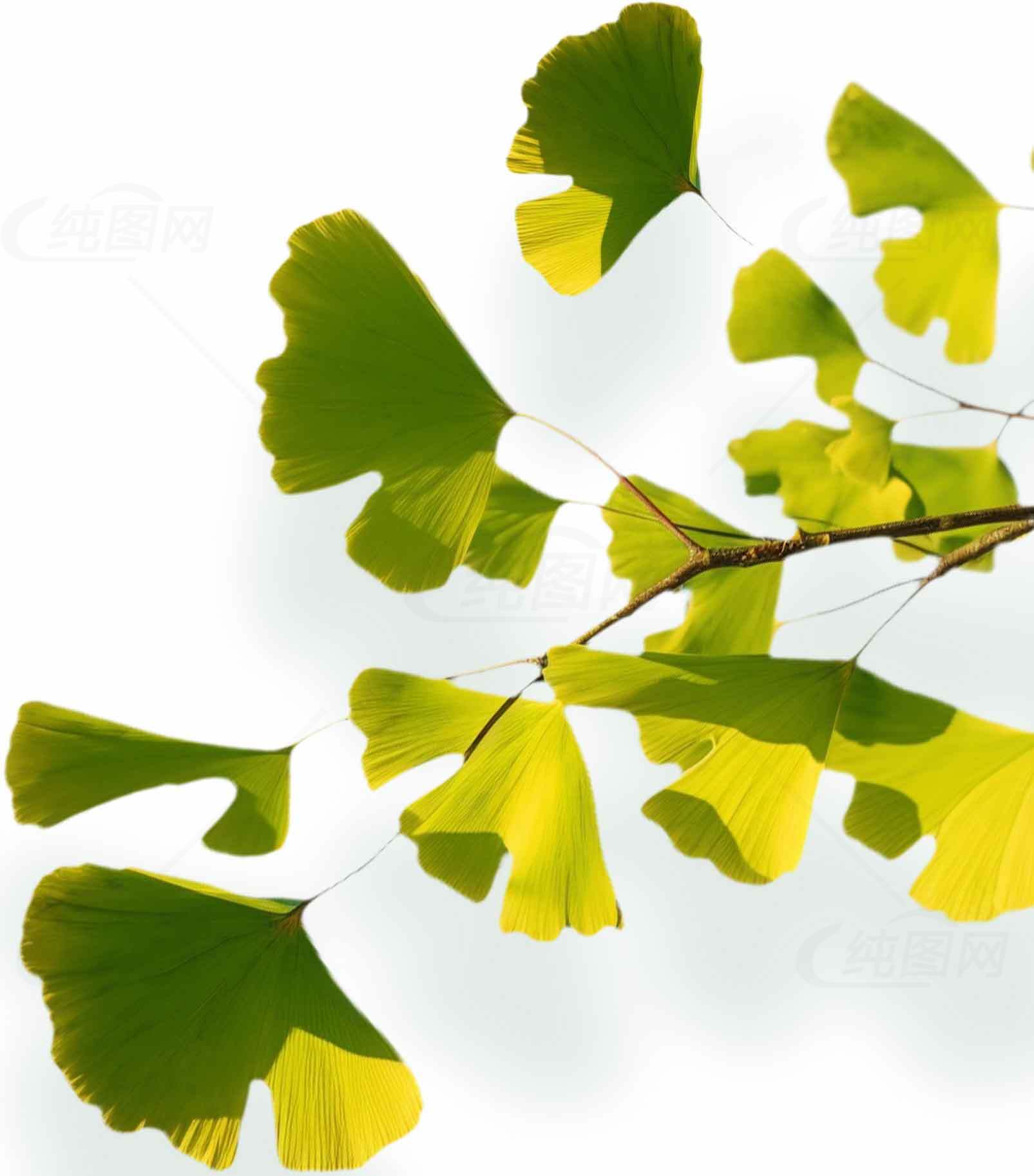 银杏树叶的自然之美与健康功效素材