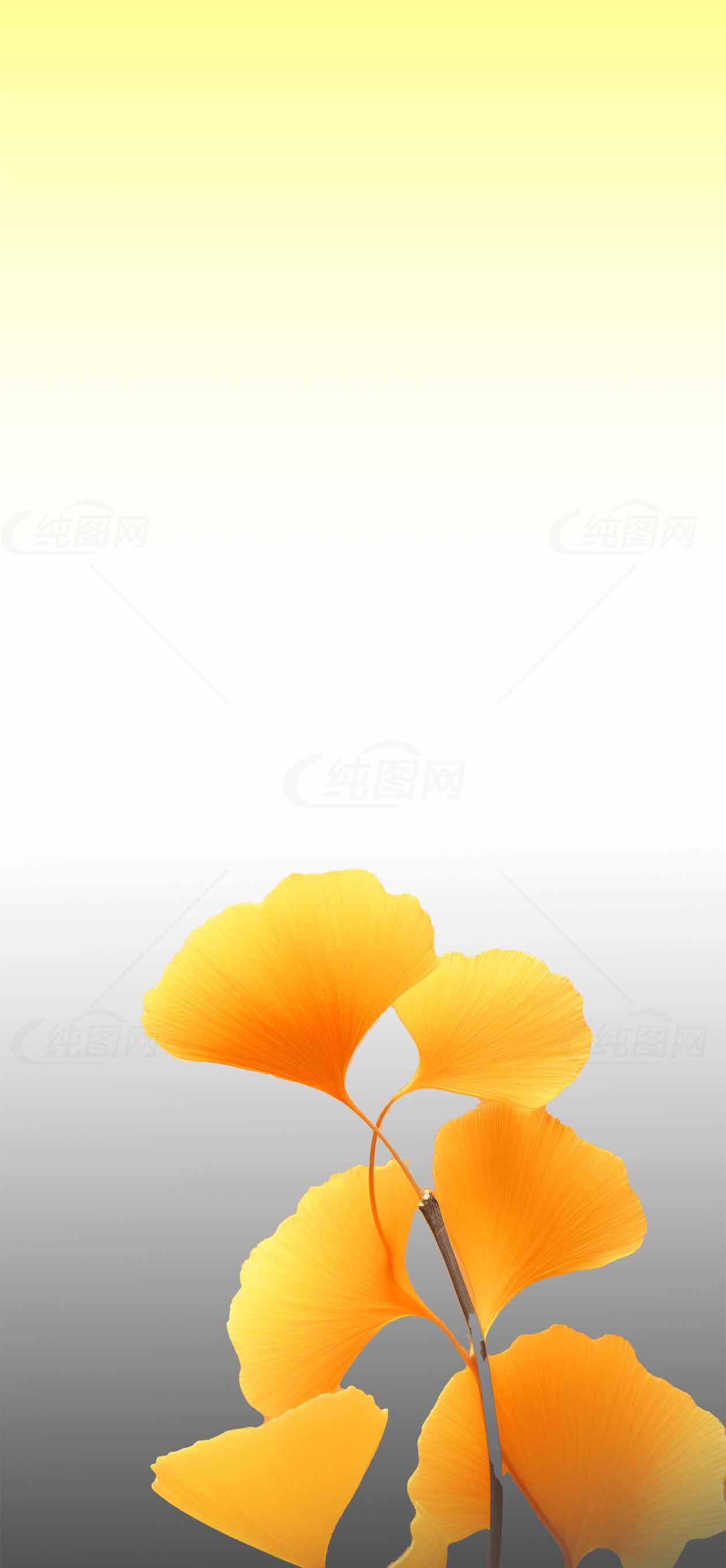 秋季银杏叶背景图片素材