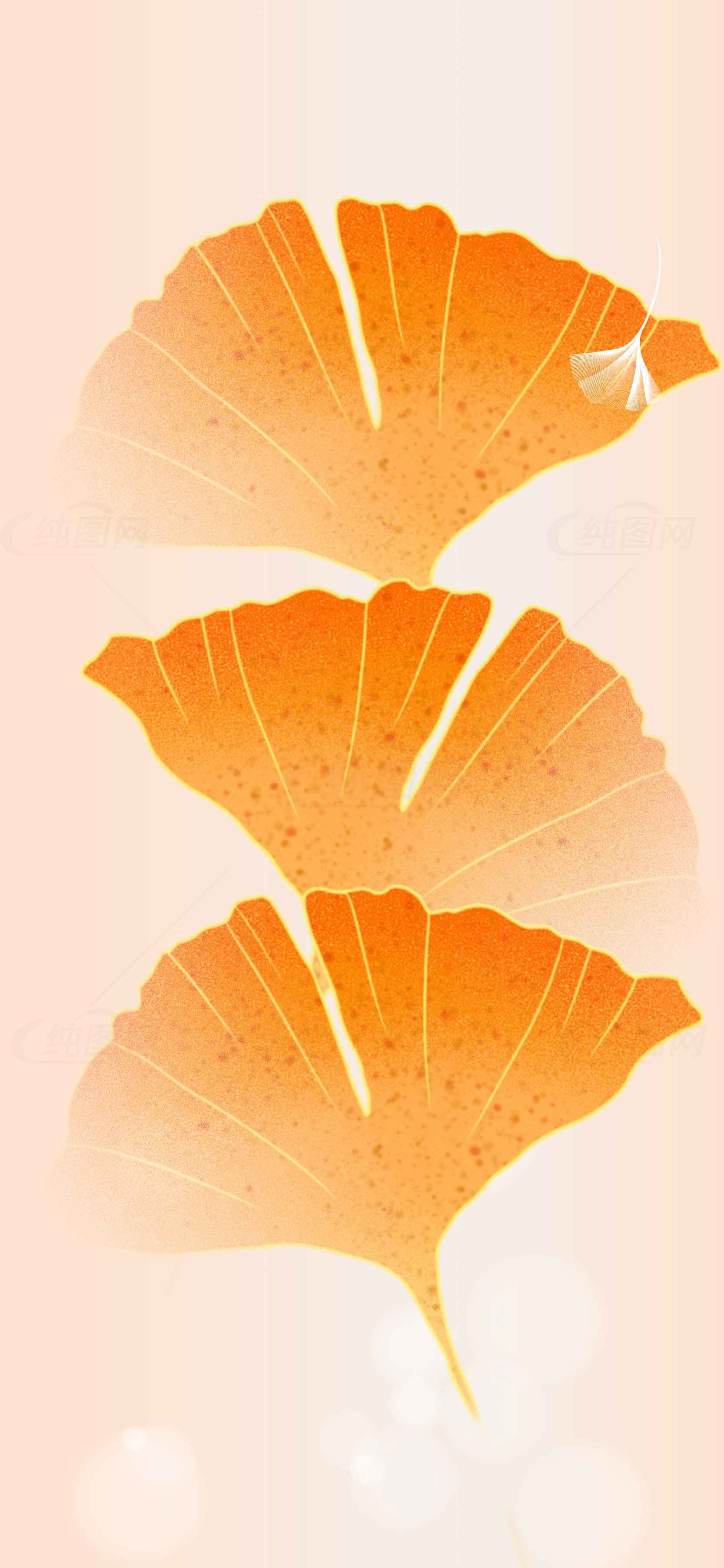 秋季金黄银杏叶高清背景图片素材