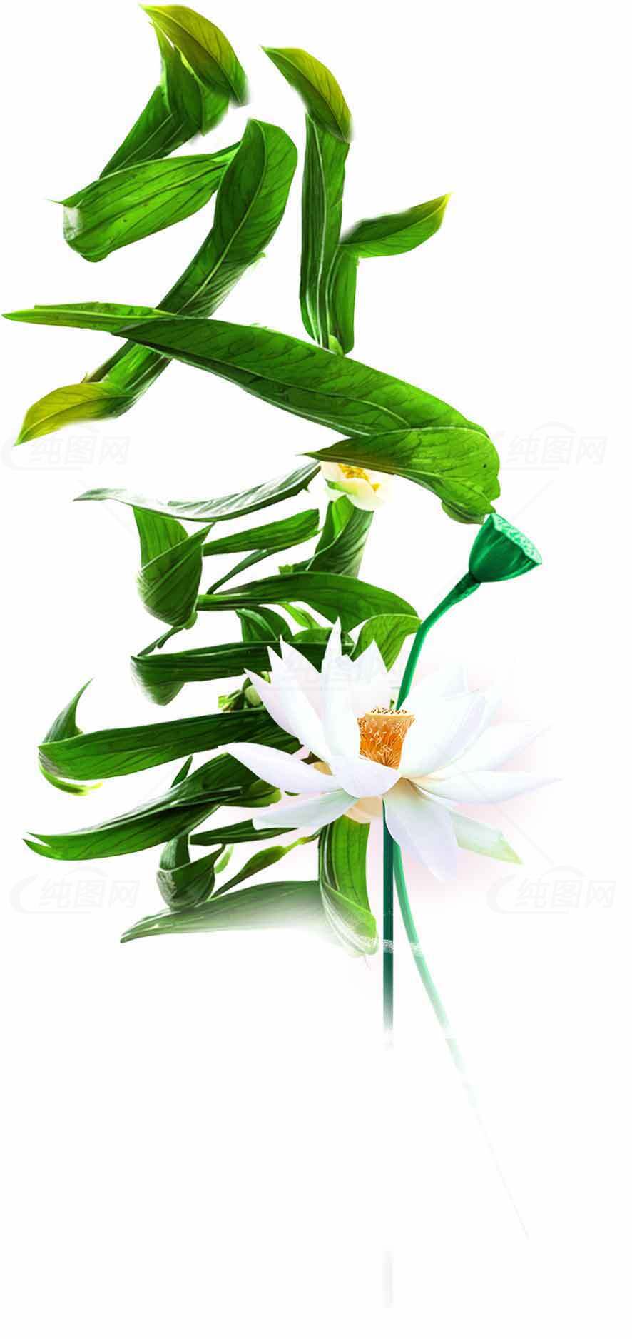 处暑节气绿色意境小白花图片素材