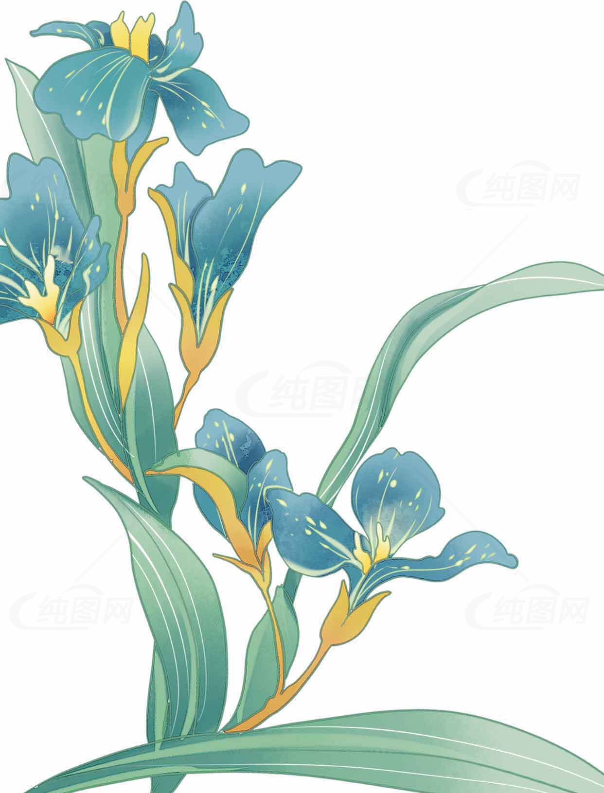 手绘蓝色鸢尾花插画图片素材