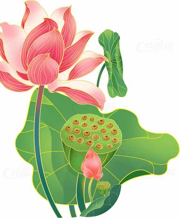 荷花唯美插画设计素材图片