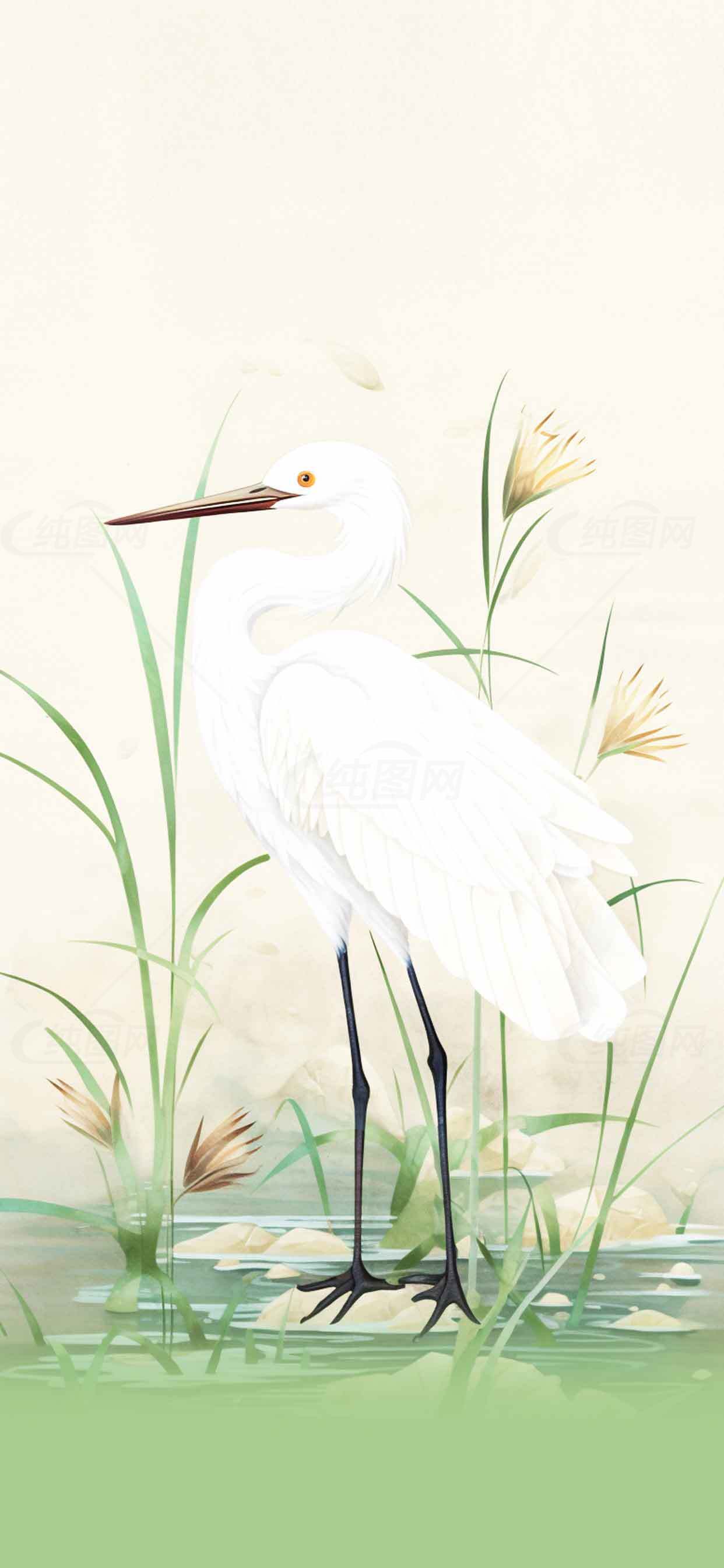 优雅白鹭与自然水草插画背景素材
