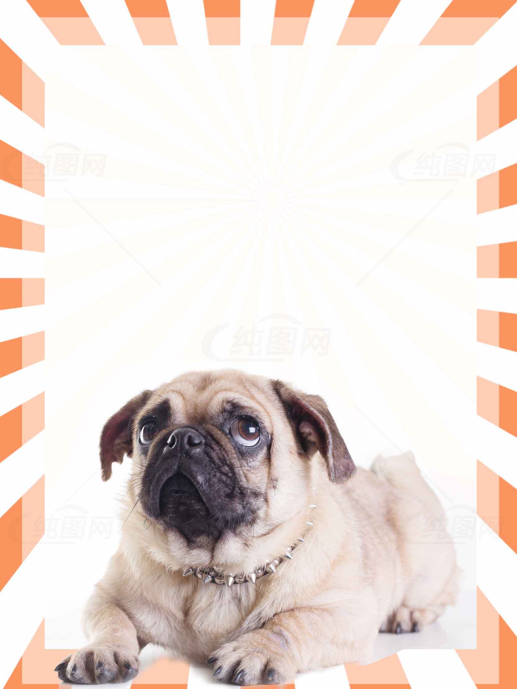 可爱巴哥犬图片：橙白背景下的萌宠特写素材