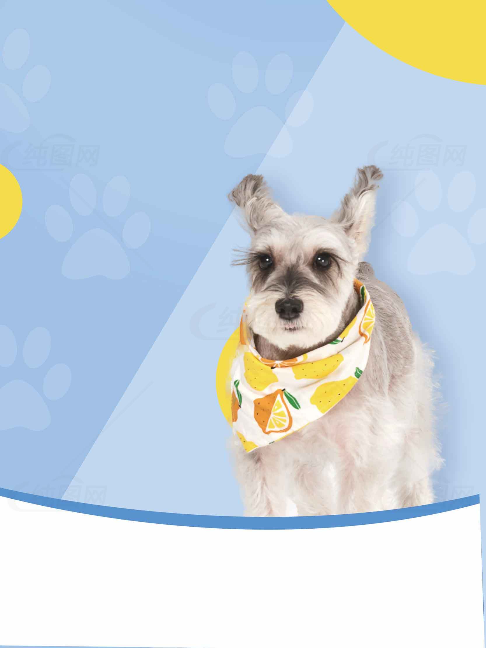可爱雪纳瑞狗狗配水果围巾背景图片素材