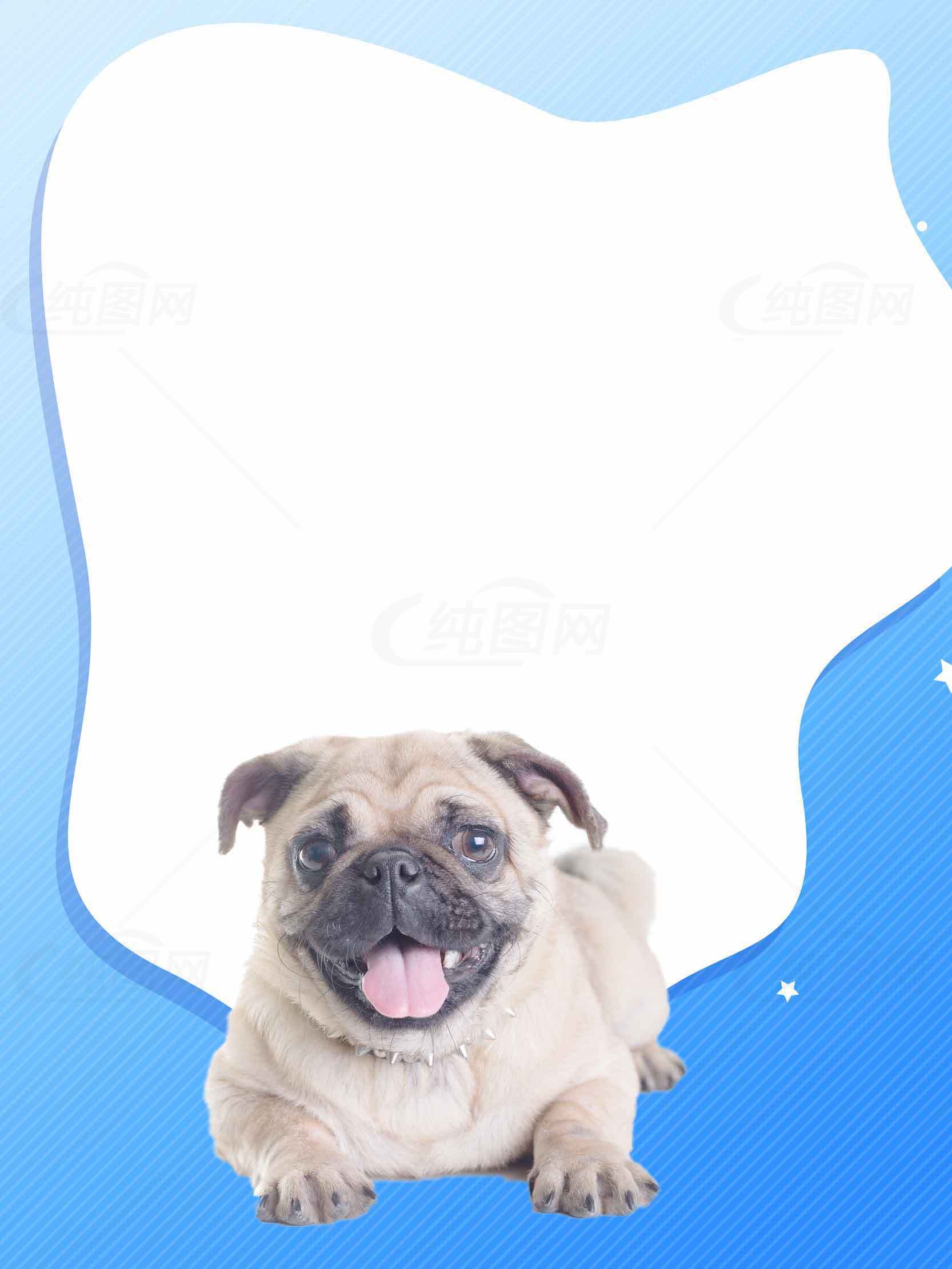 可爱巴哥犬与蓝色背景的清新设计素材