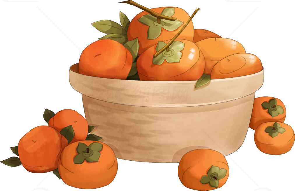 新鲜柿子插画风格图片素材