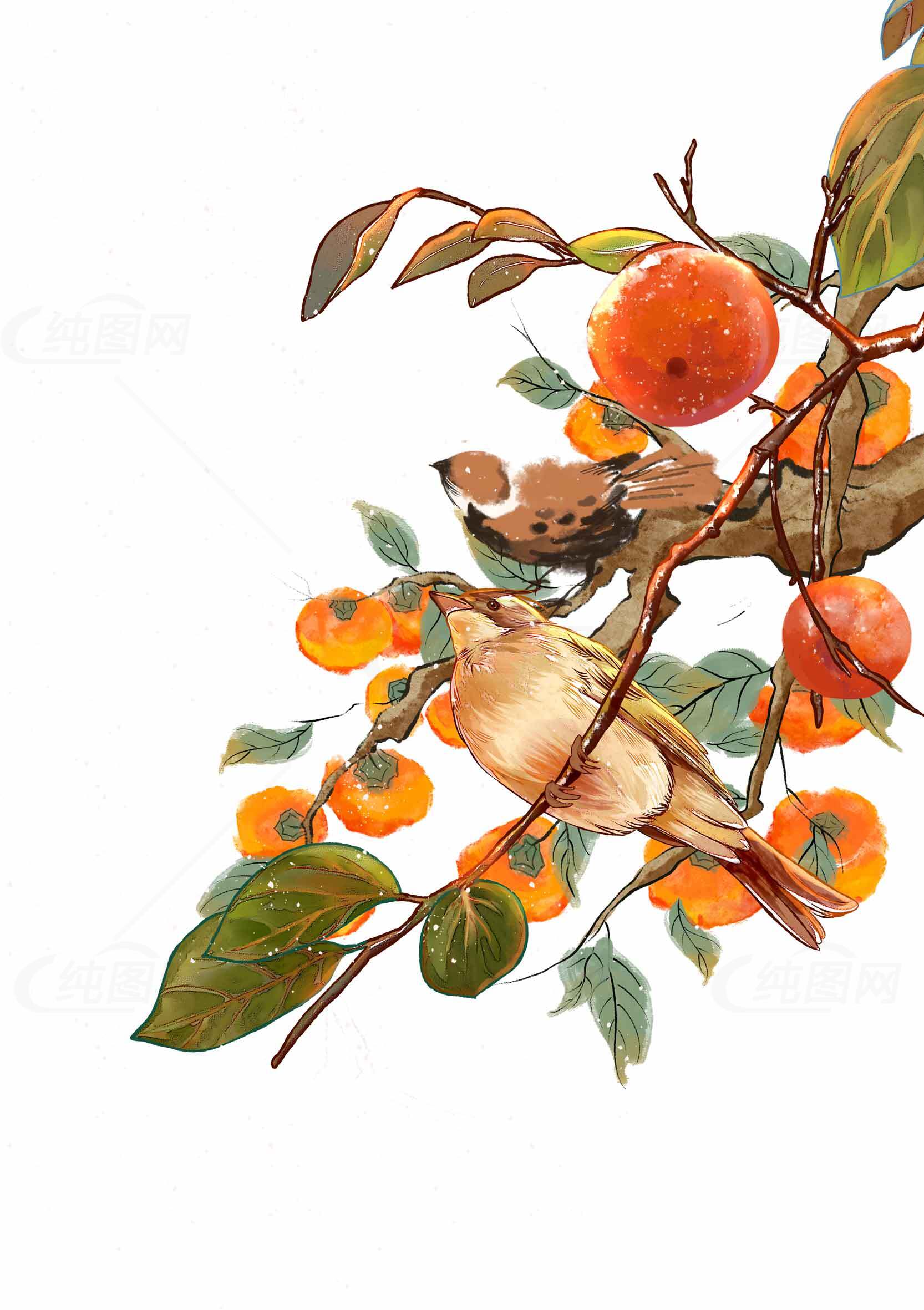 秋季柿子树上的鸟类插画图片素材