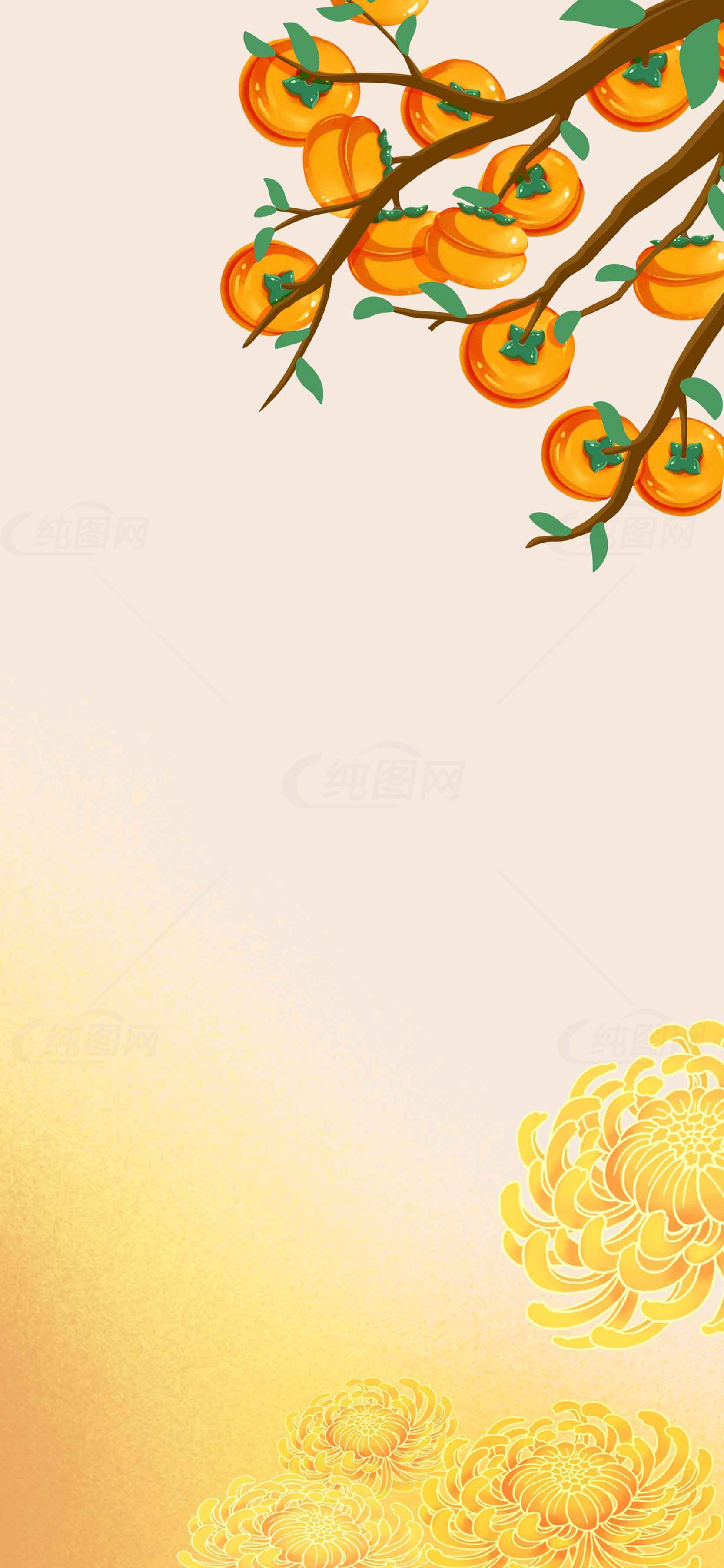 秋季柿子与菊花背景图片素材