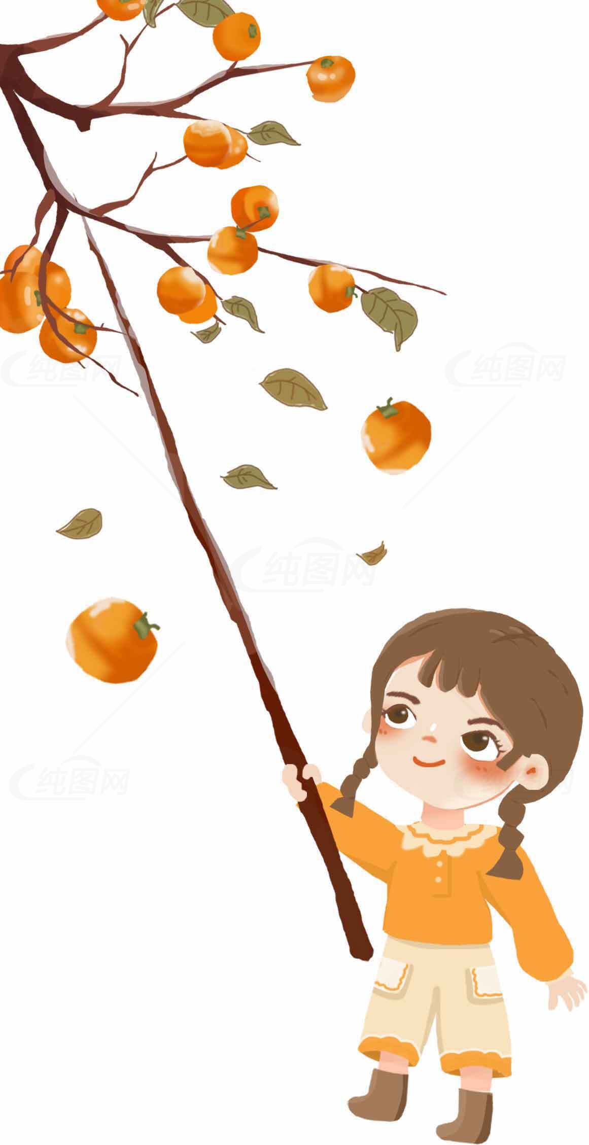 秋季采摘柿子插画设计素材