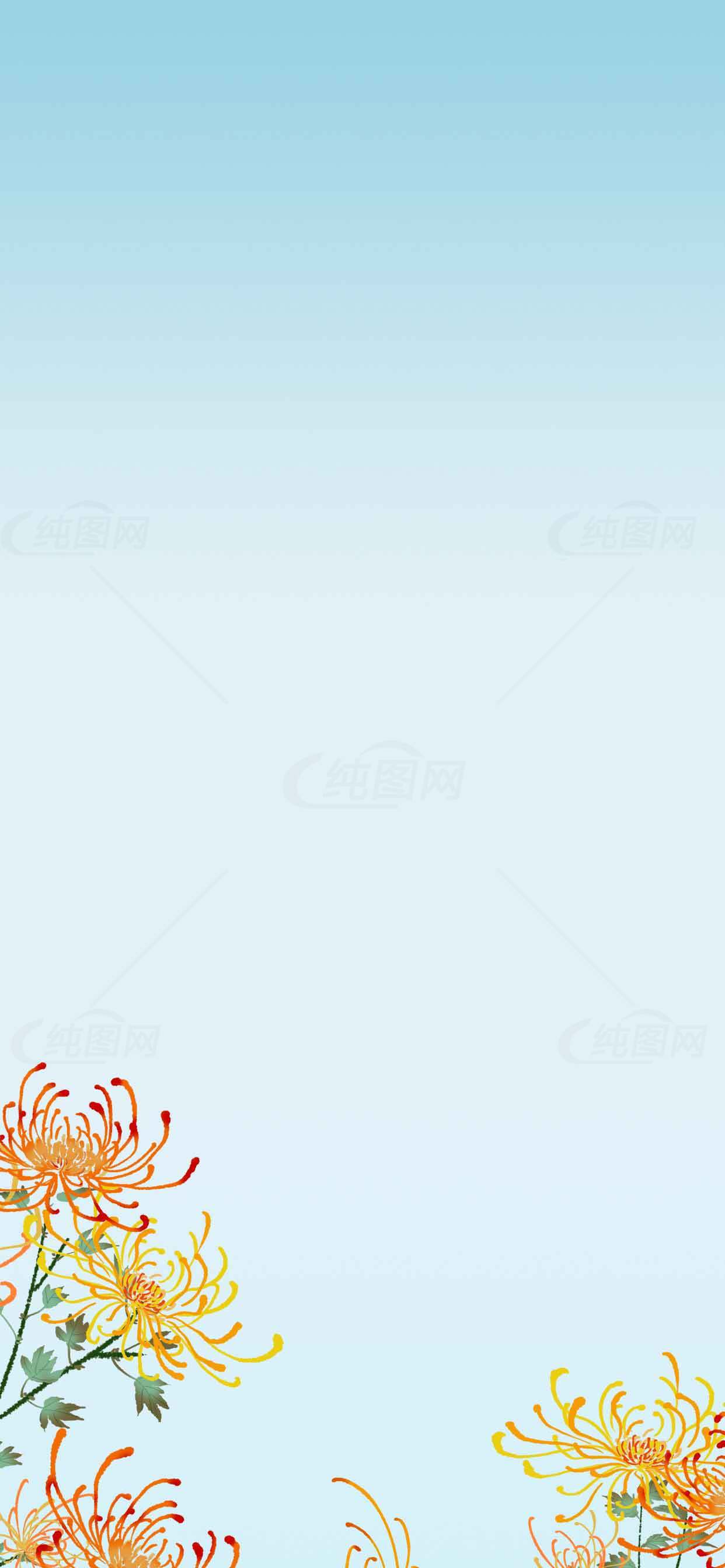 清新简约菊花背景图片素材