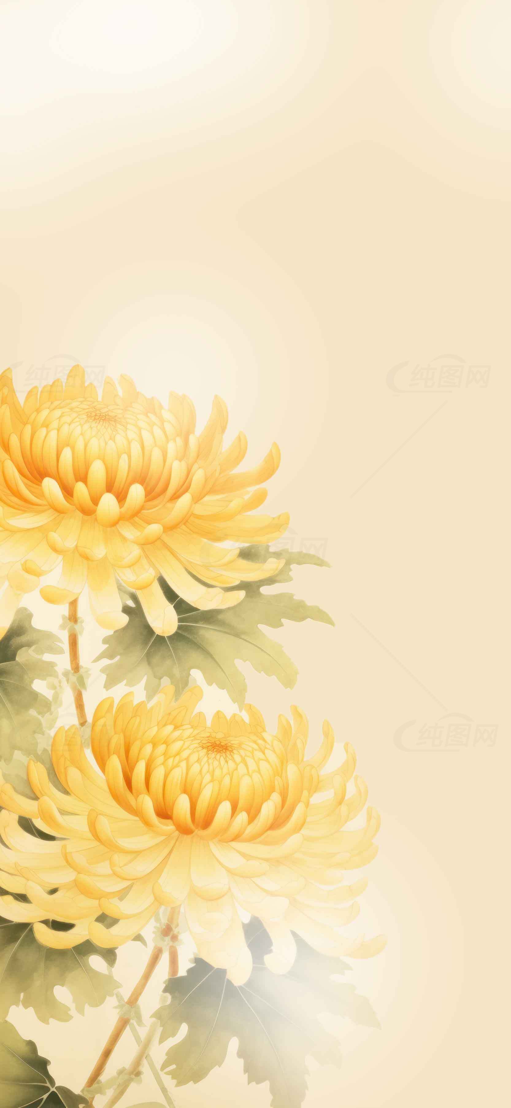 唯美黄色菊花背景图片素材