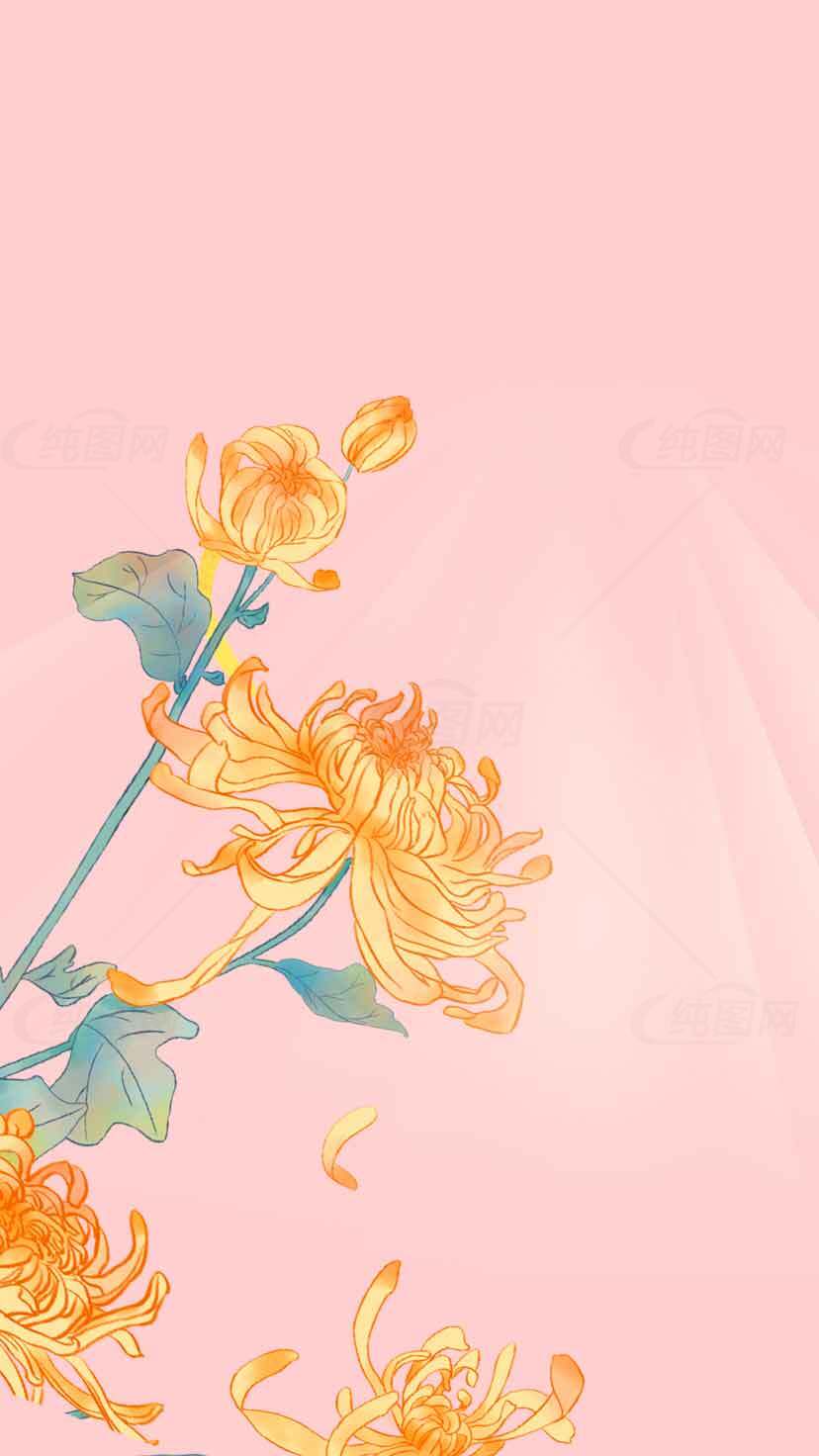 粉色背景与黄色菊花插画设计素材