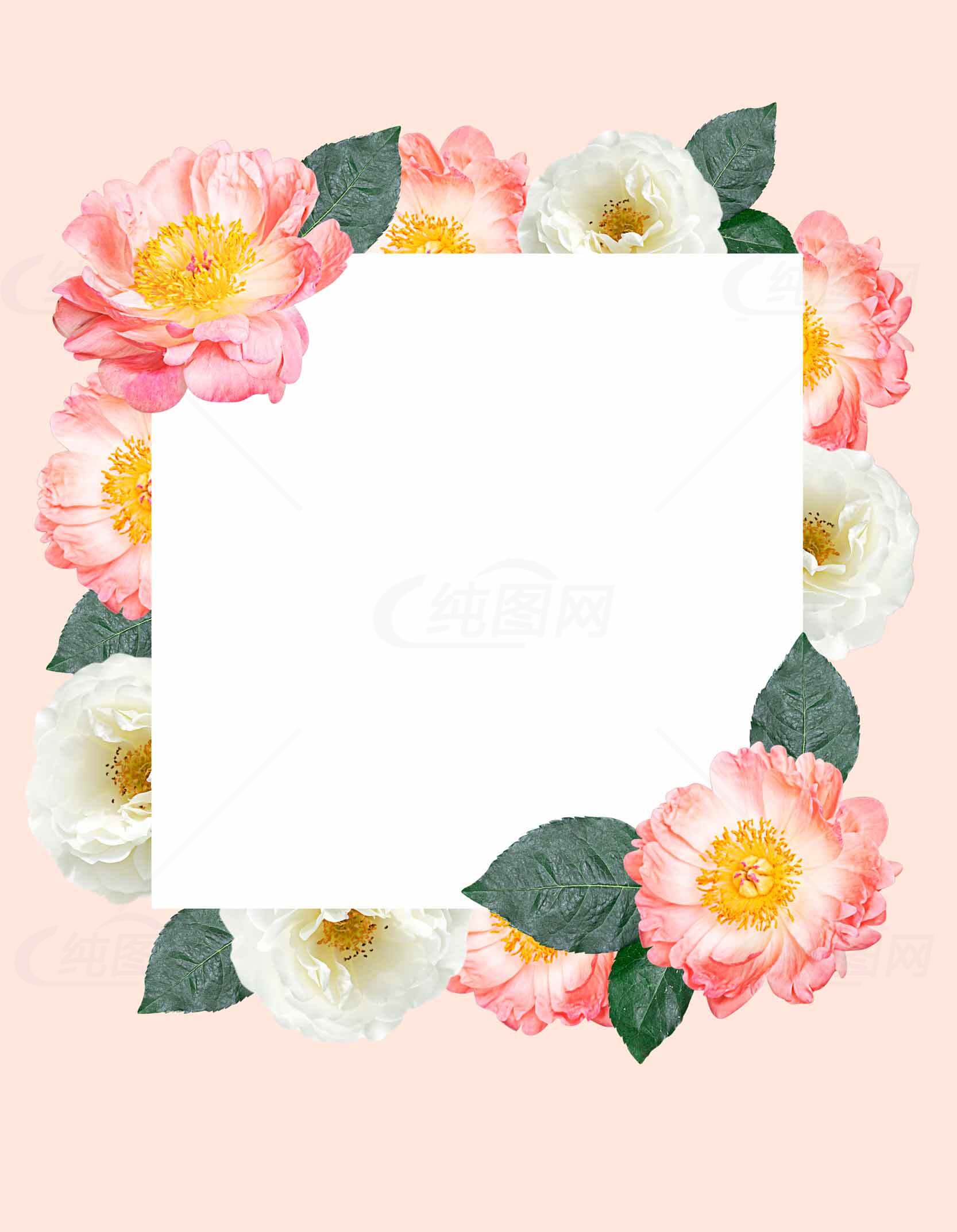 浪漫花卉边框设计图片 | 粉色与白色花朵装饰素材