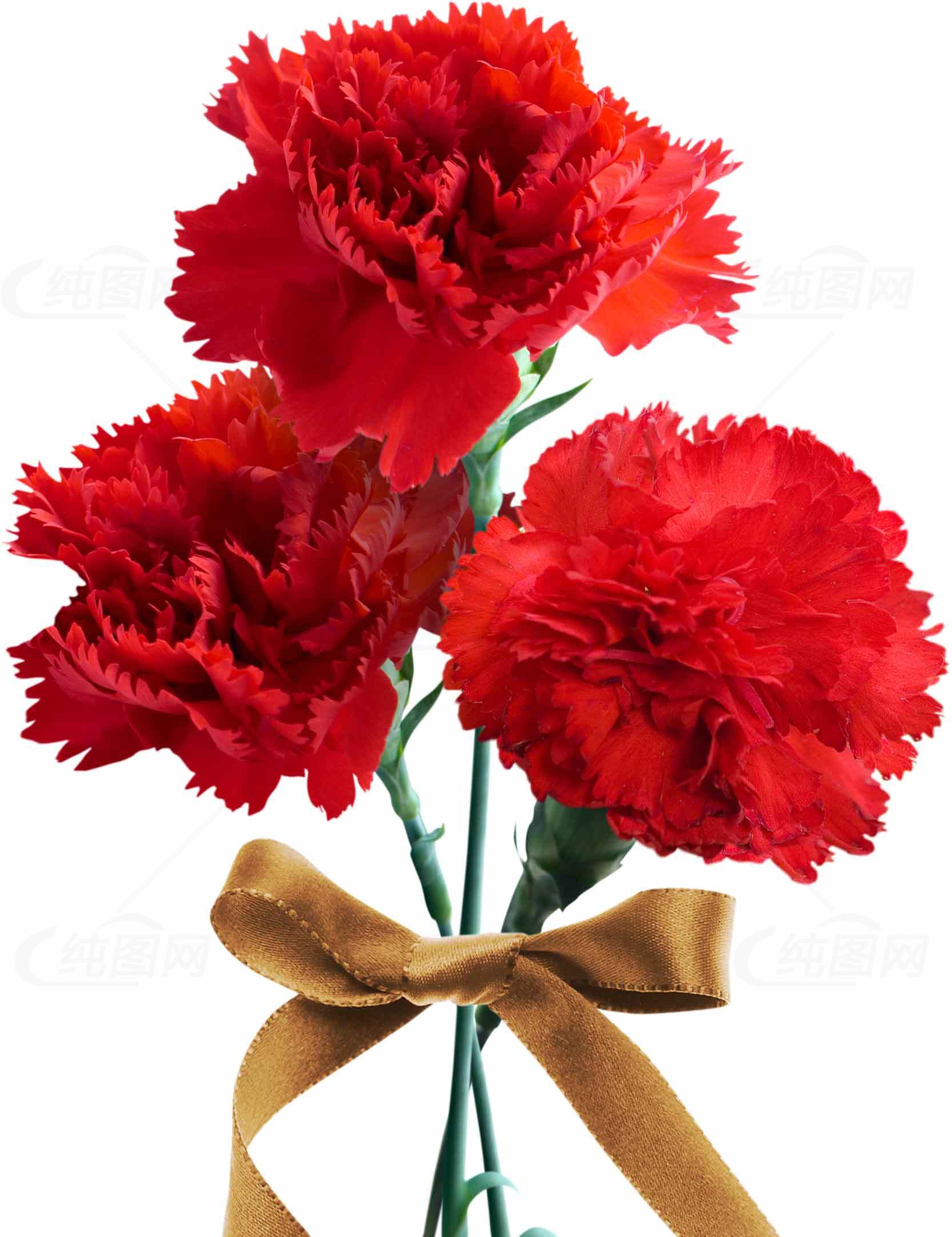 红色康乃馨花束图片 - 母亲节礼物推荐素材