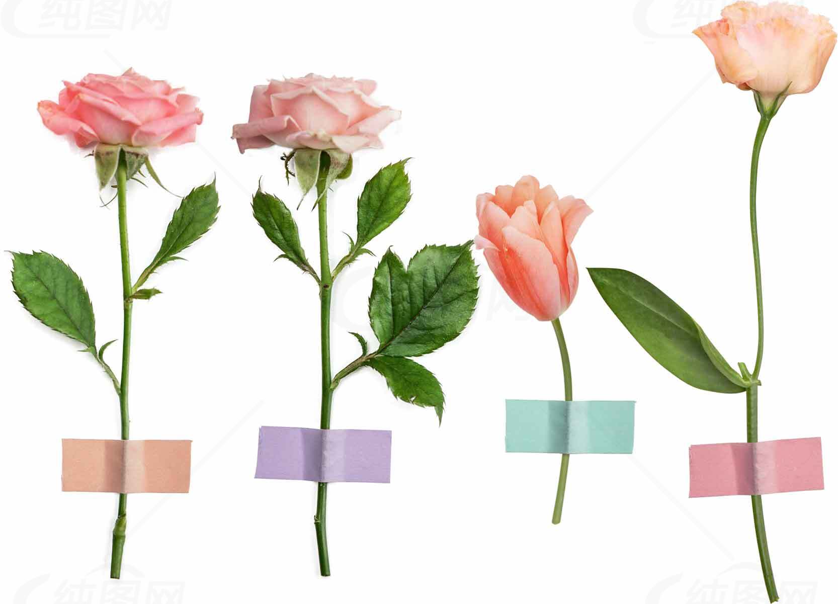 粉色系花朵装饰图片：浪漫与自然的完美结合素材