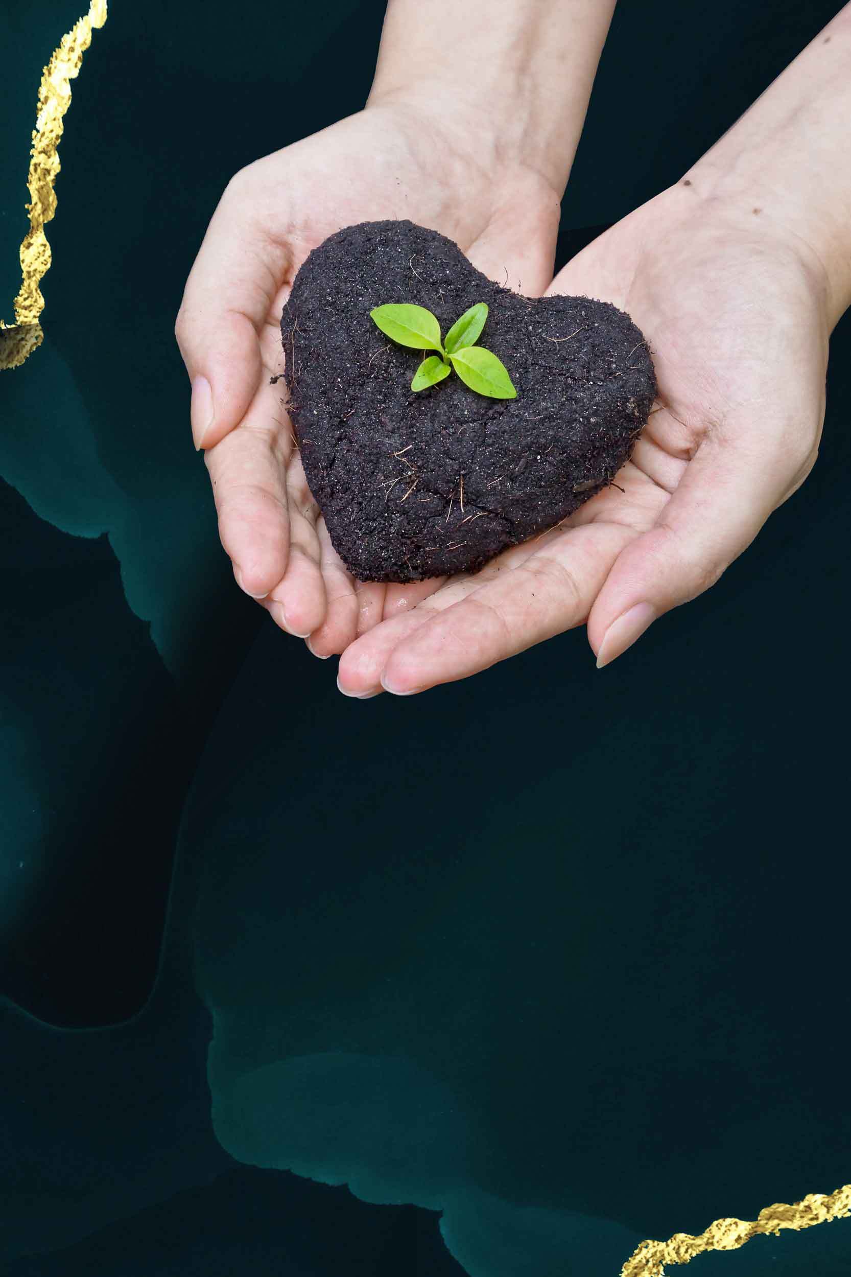 双手捧心形泥土与绿芽的自然之美素材