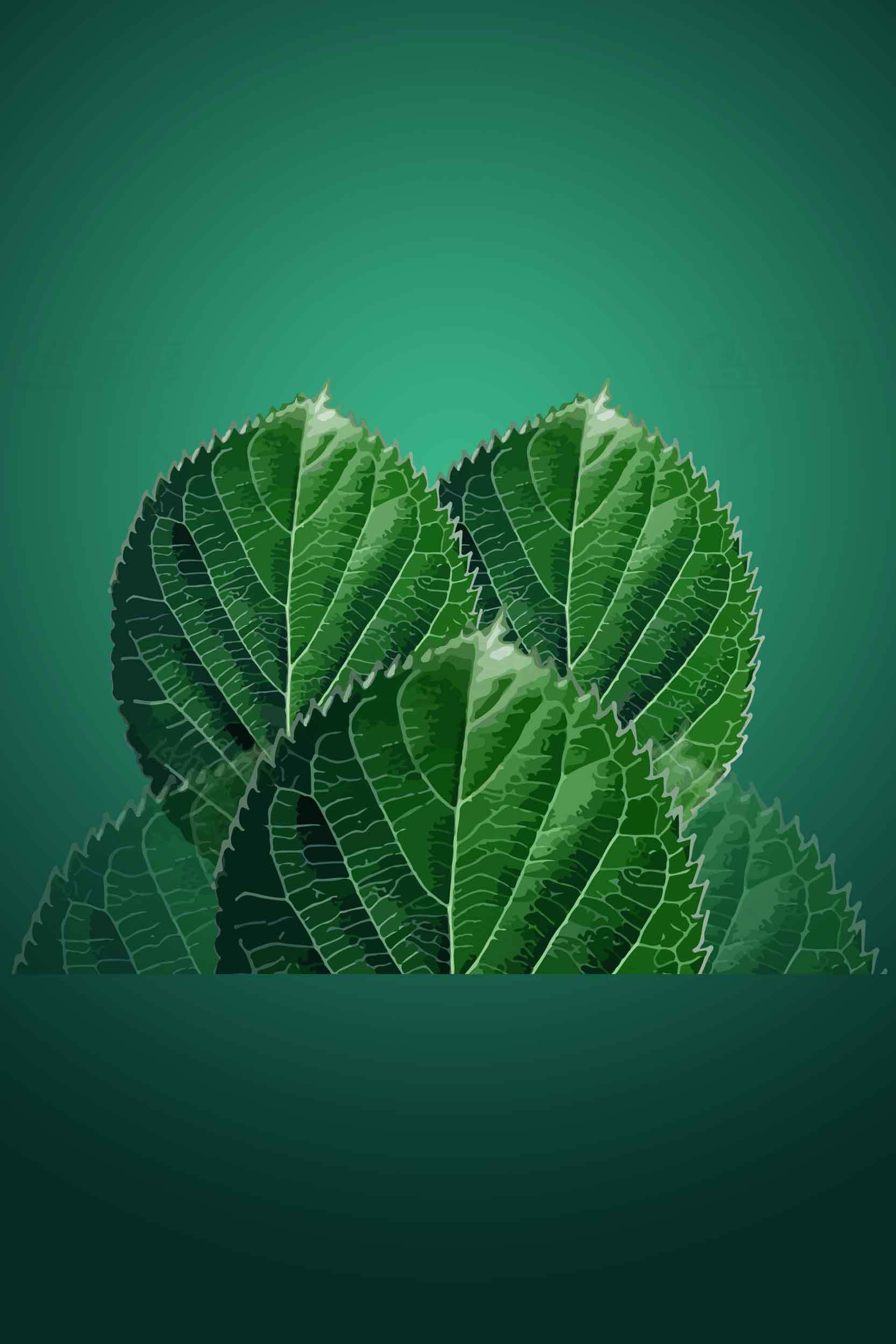绿色叶子背景图片 | 自然植物高清壁纸素材