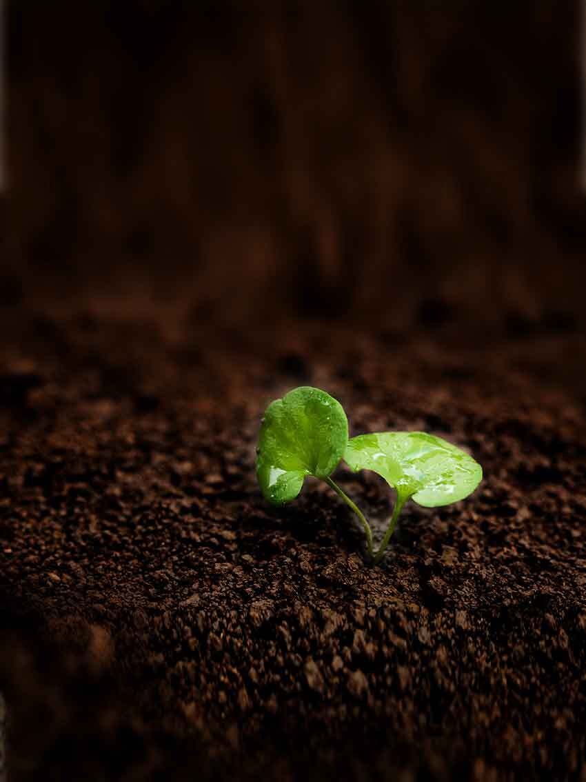 土壤中的绿色幼苗：新生命的起点素材